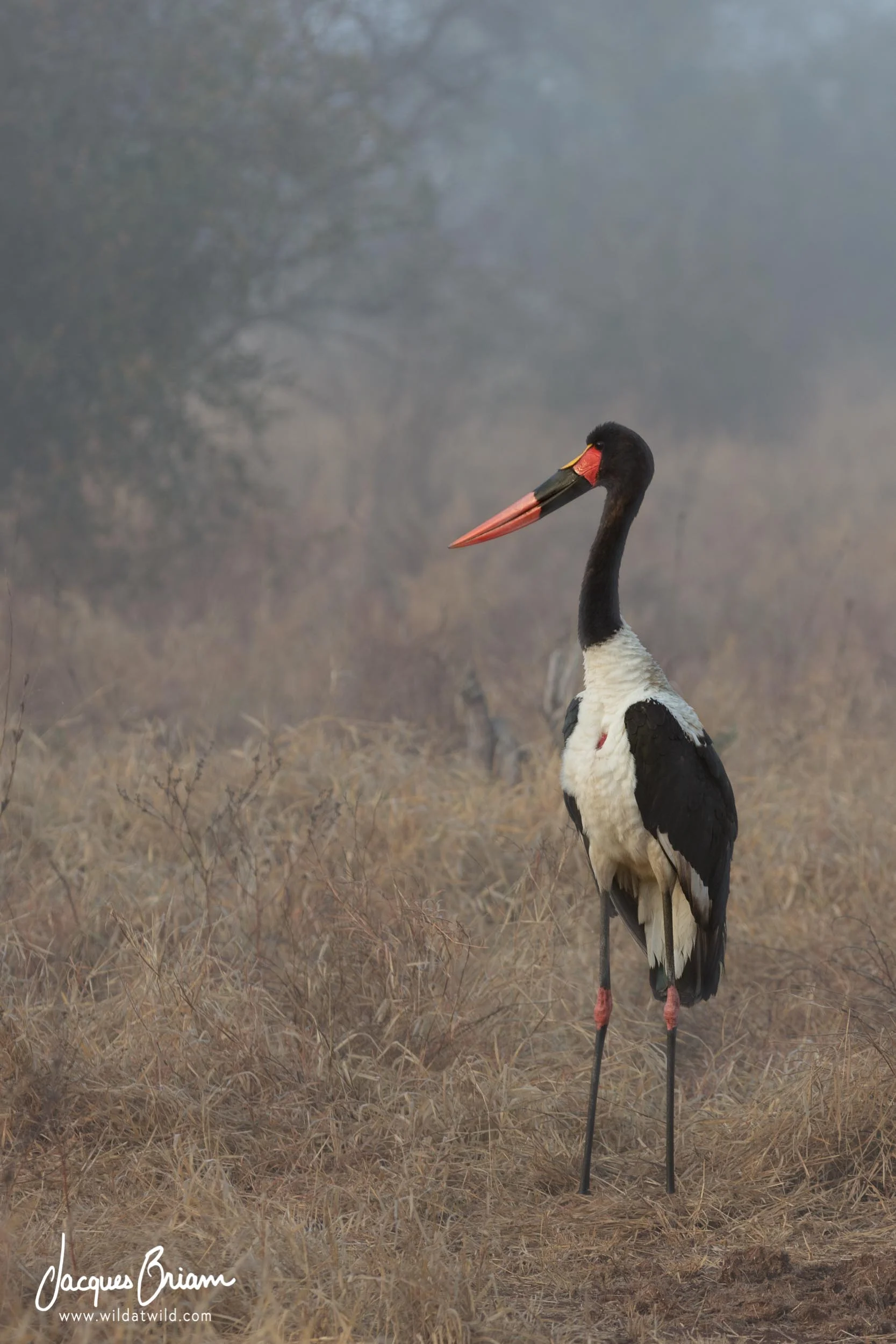 Saddle-billed Stork