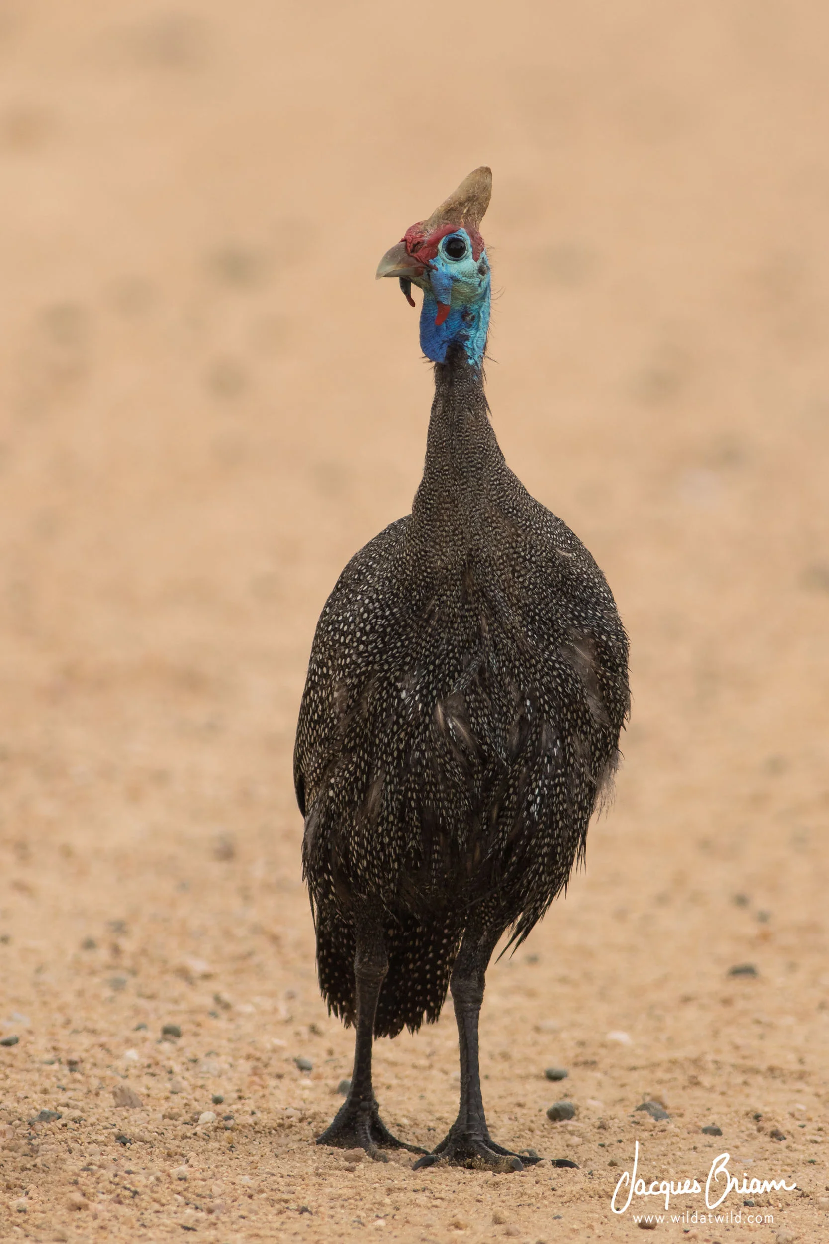 Helmeted Guineafowl
