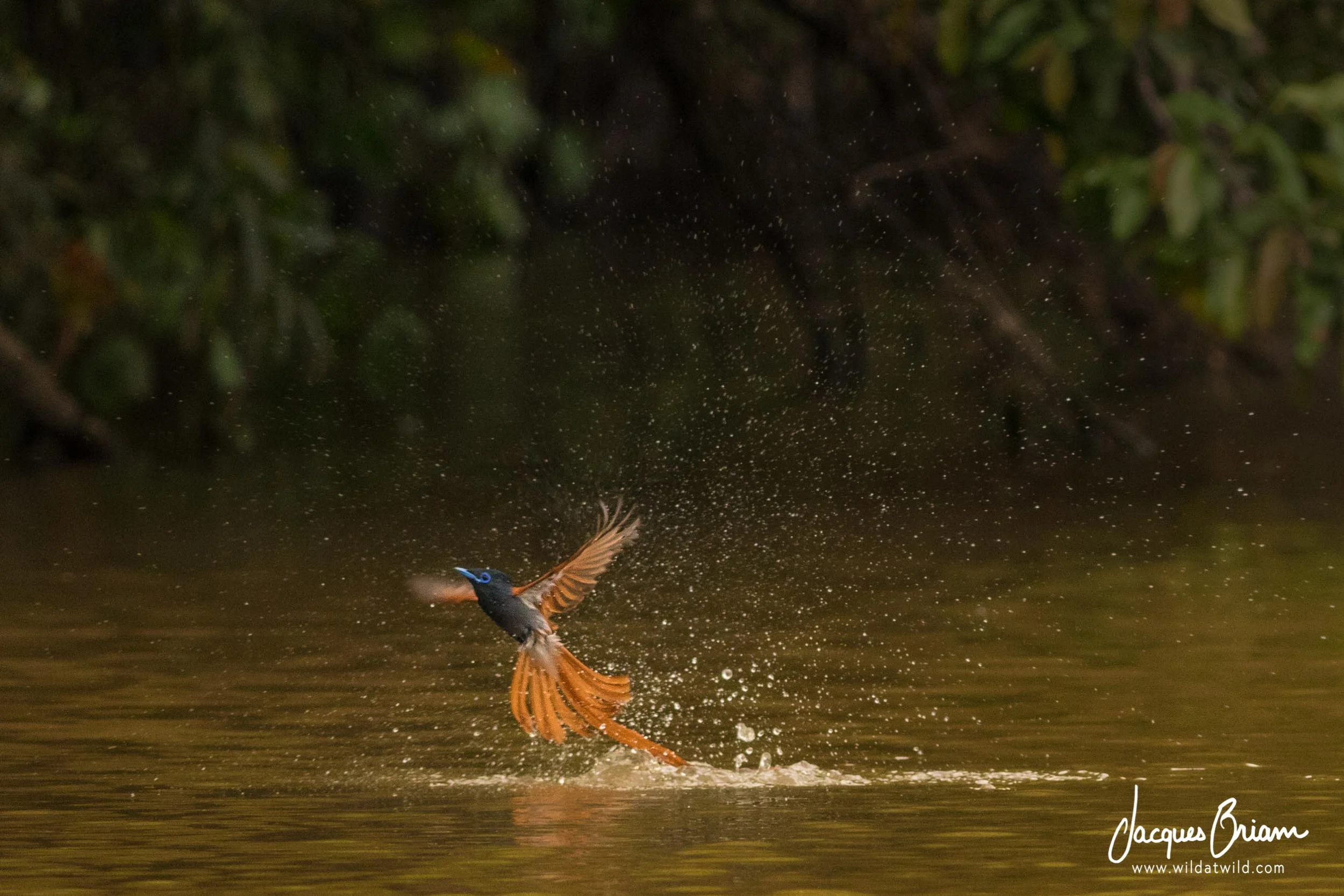 African Paradise Flycatcher