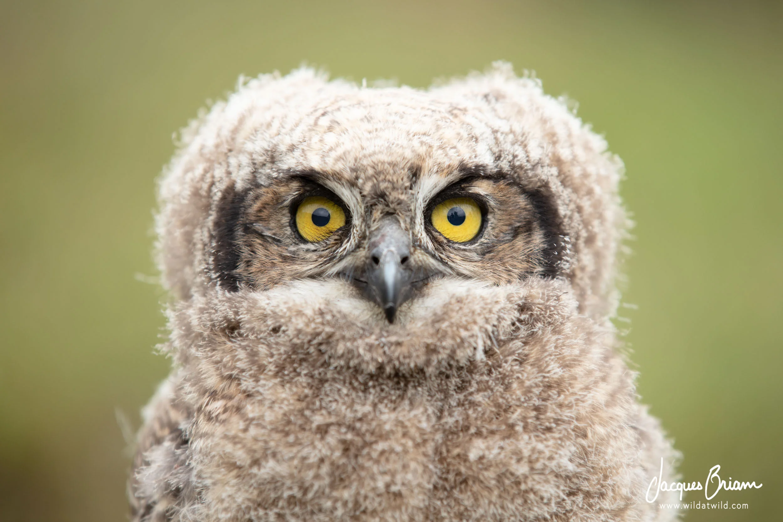 Spotted Eagle-Owl