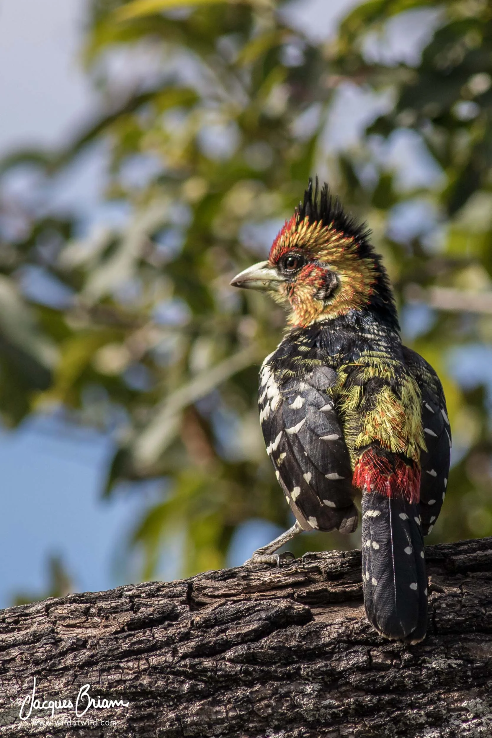 Crested Barbet