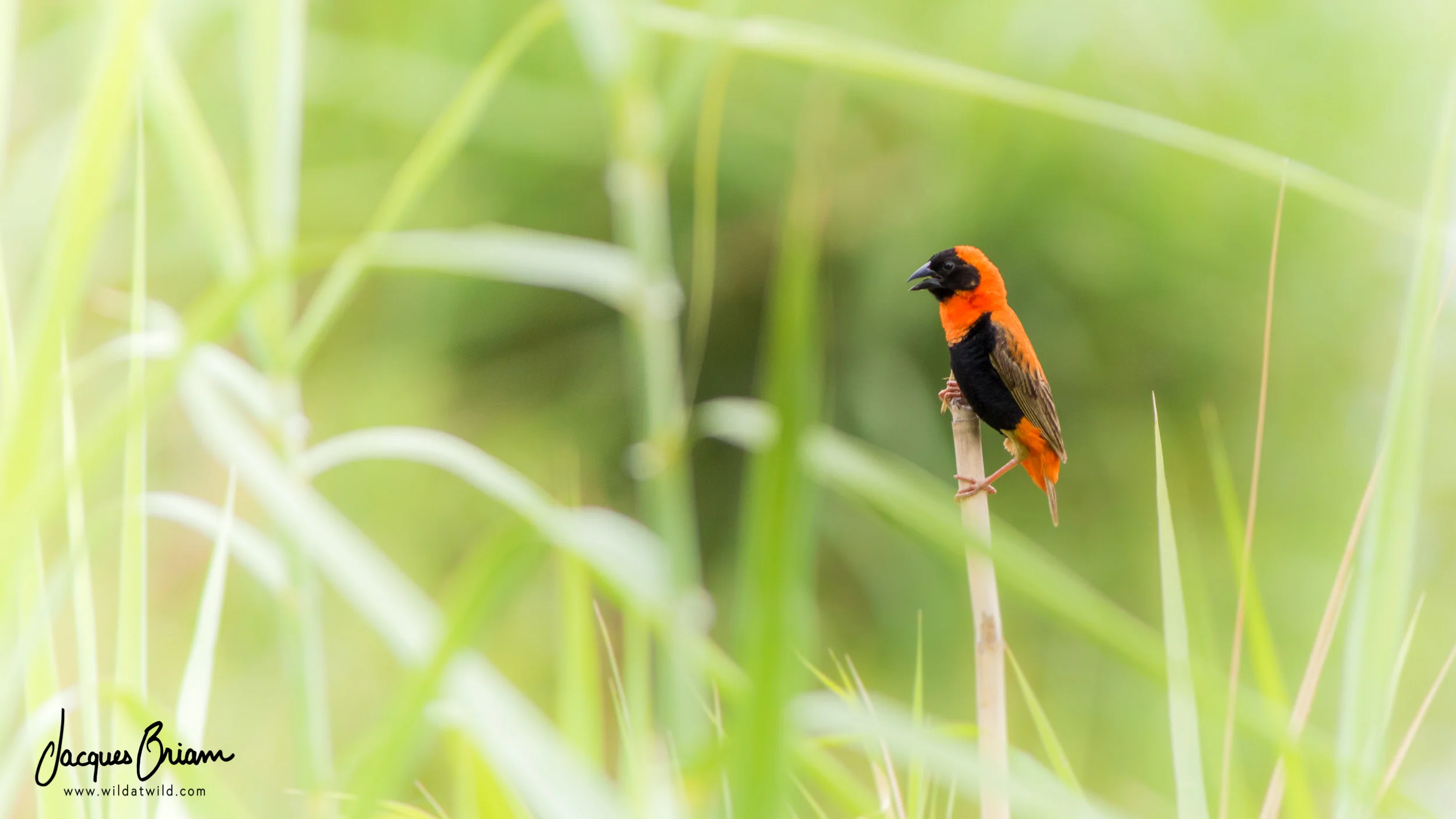 Southern Red Bishop