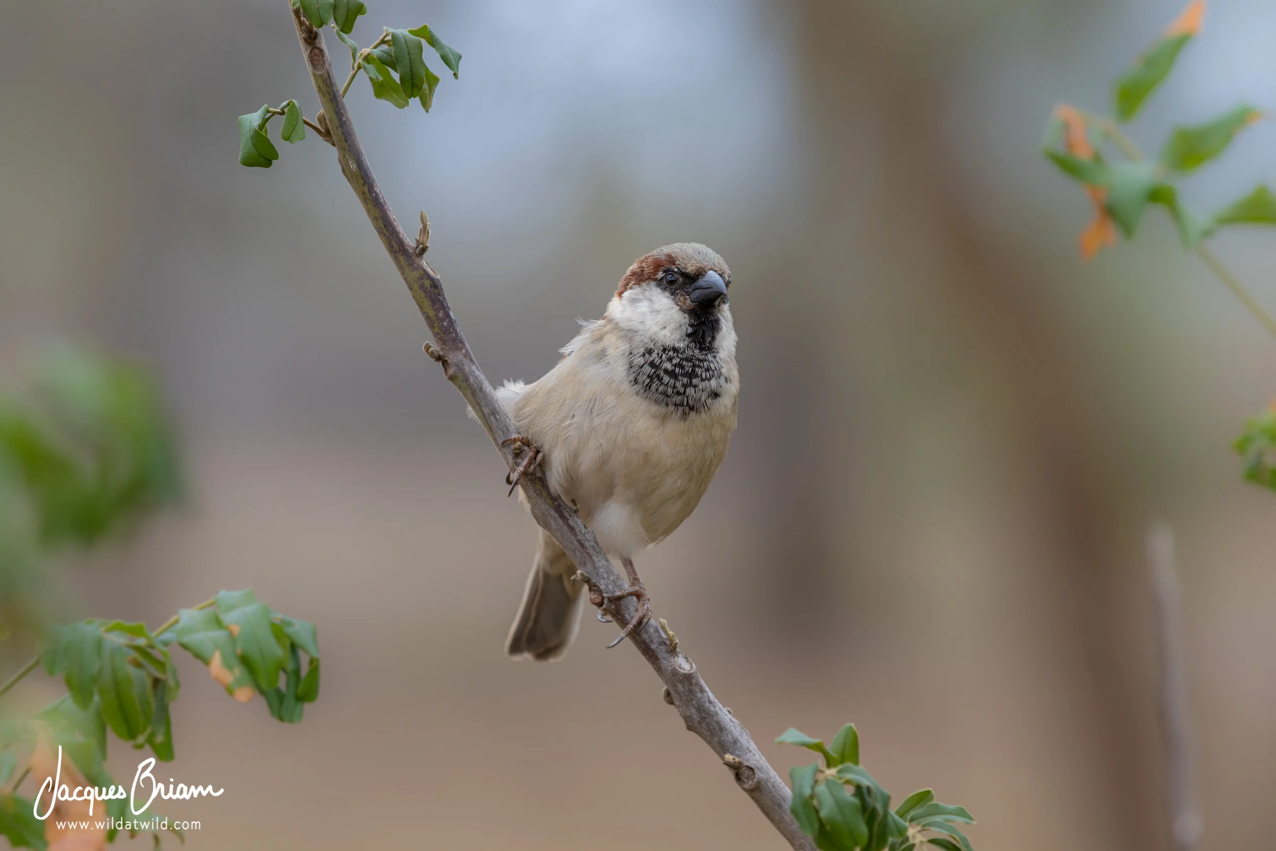 House Sparrow
