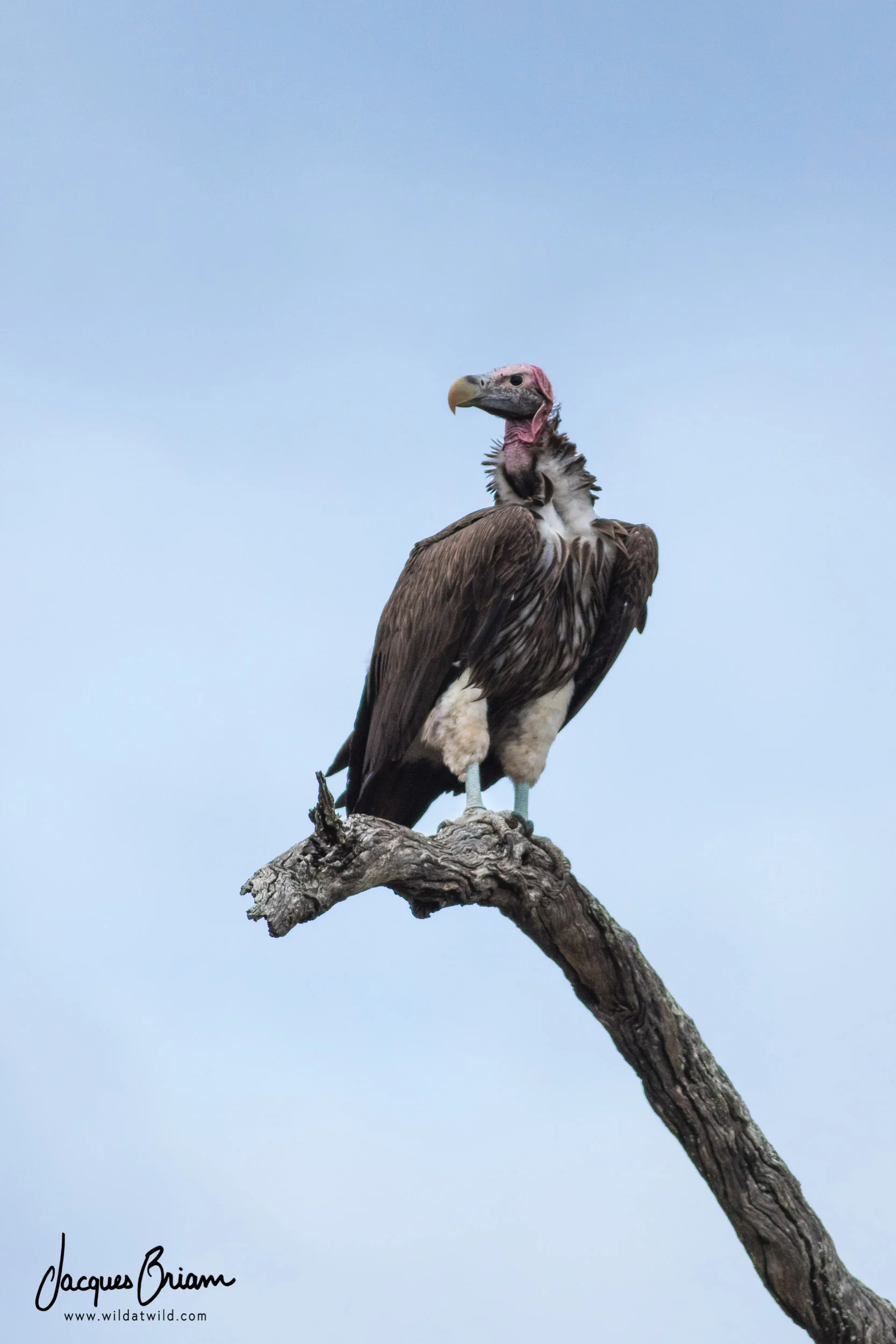 Lappet-faced Vulture