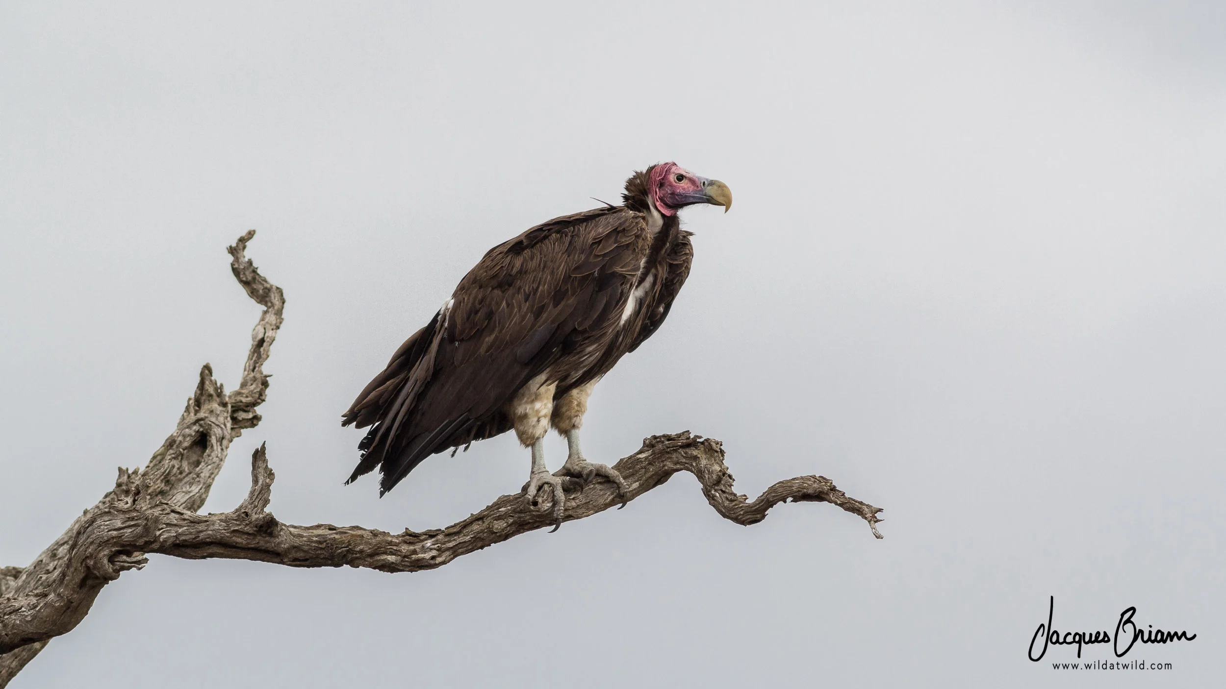 Lappet-faced Vulture