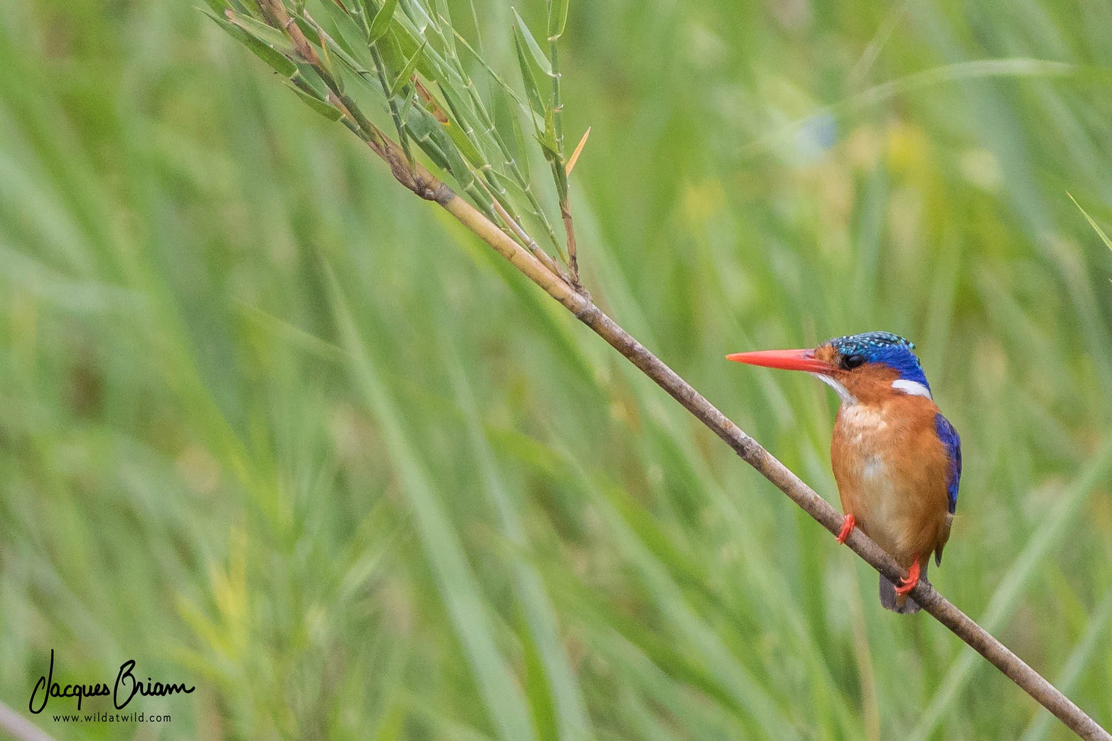 Malachite Kingfisher
