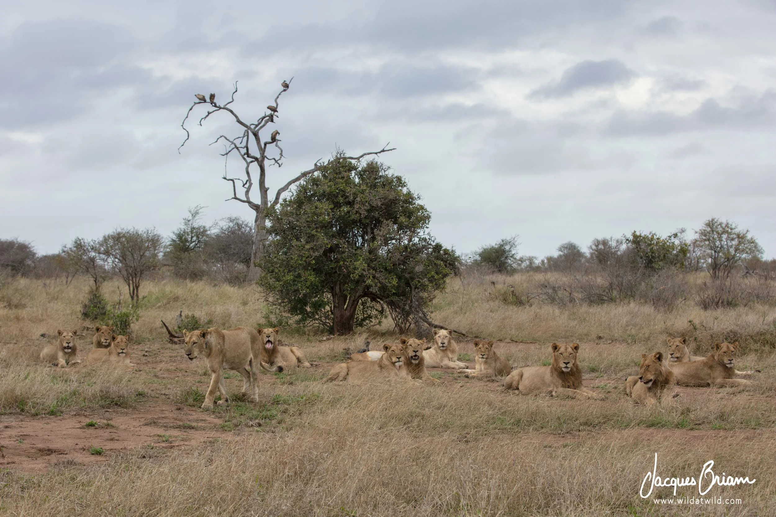 Lions