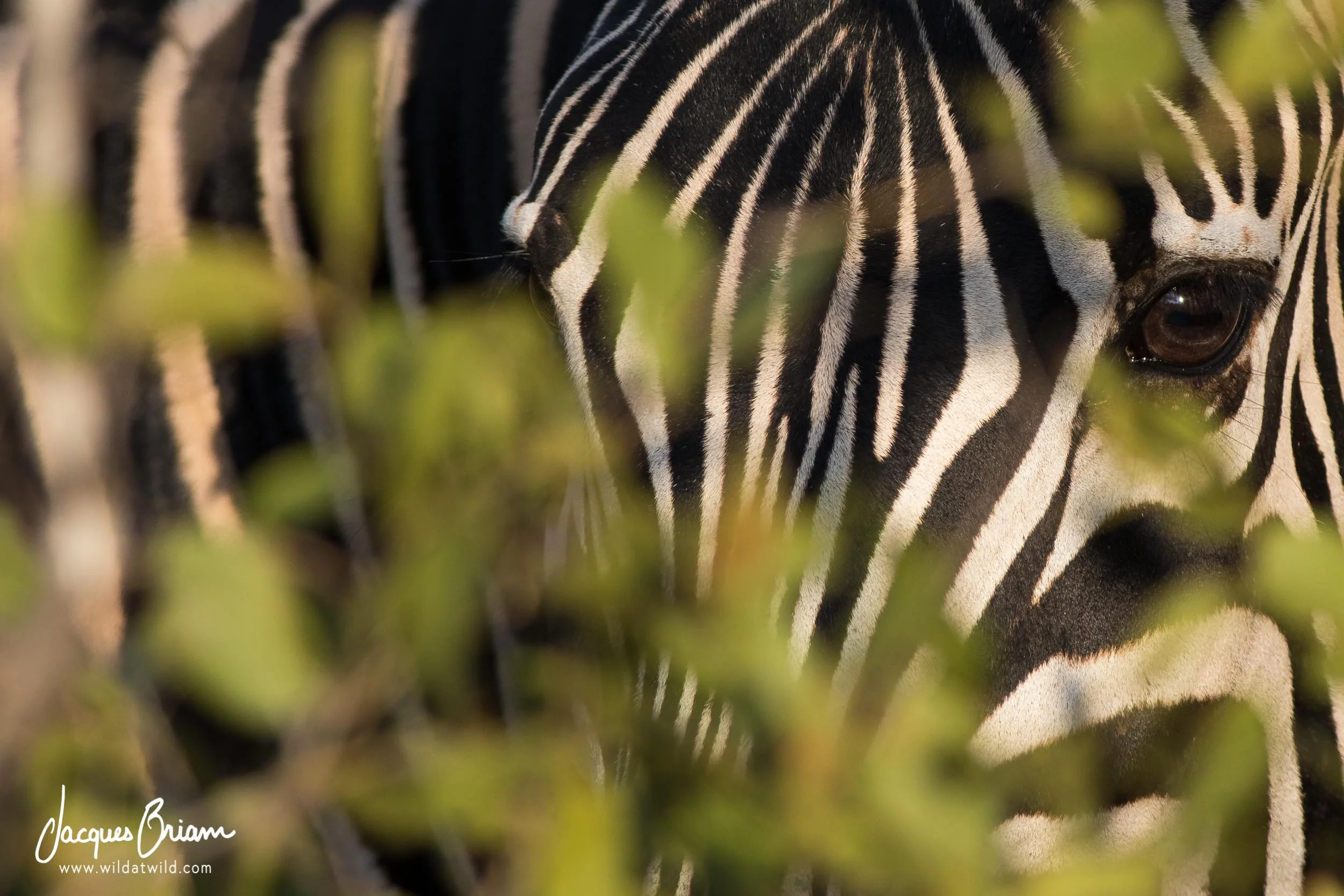 Plains Zebra