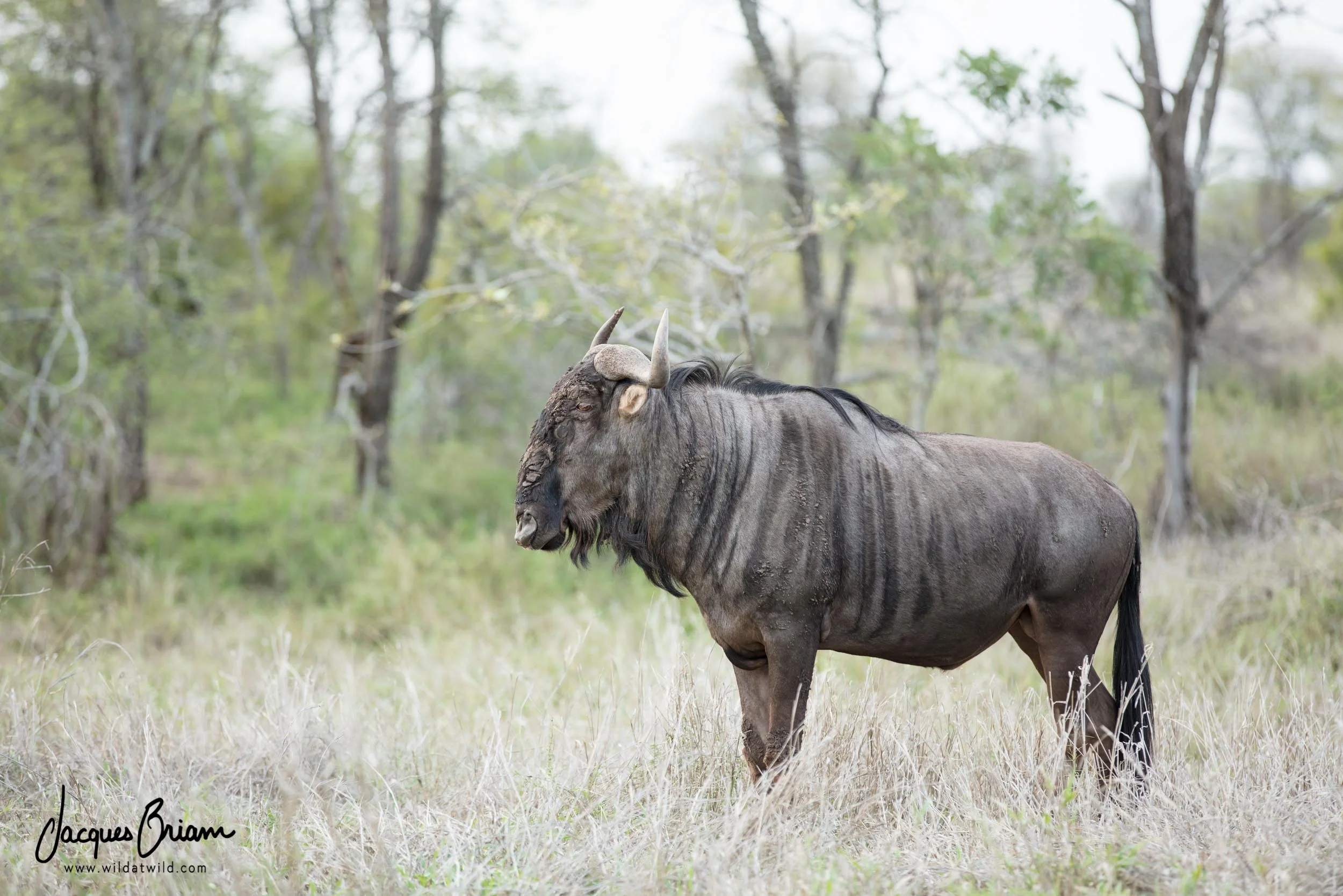 Blue Wildebeest