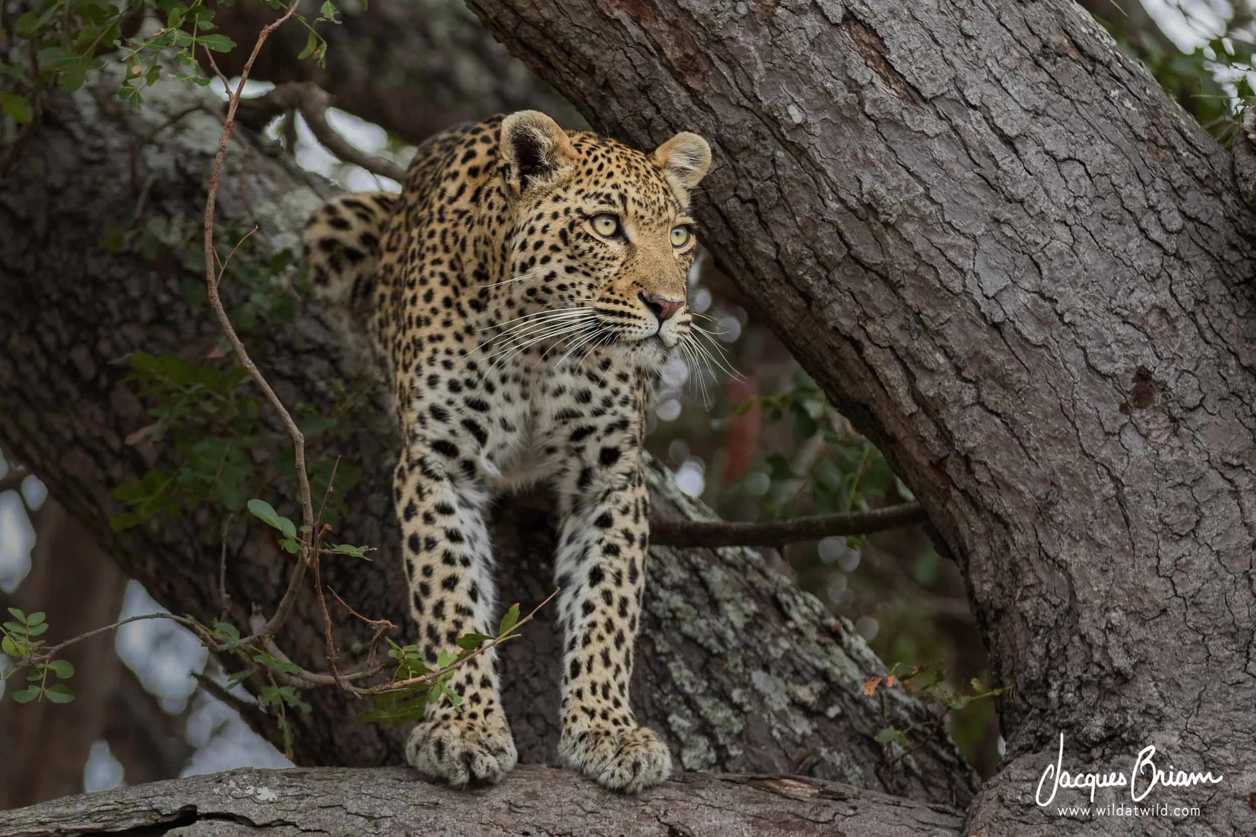 Leopard