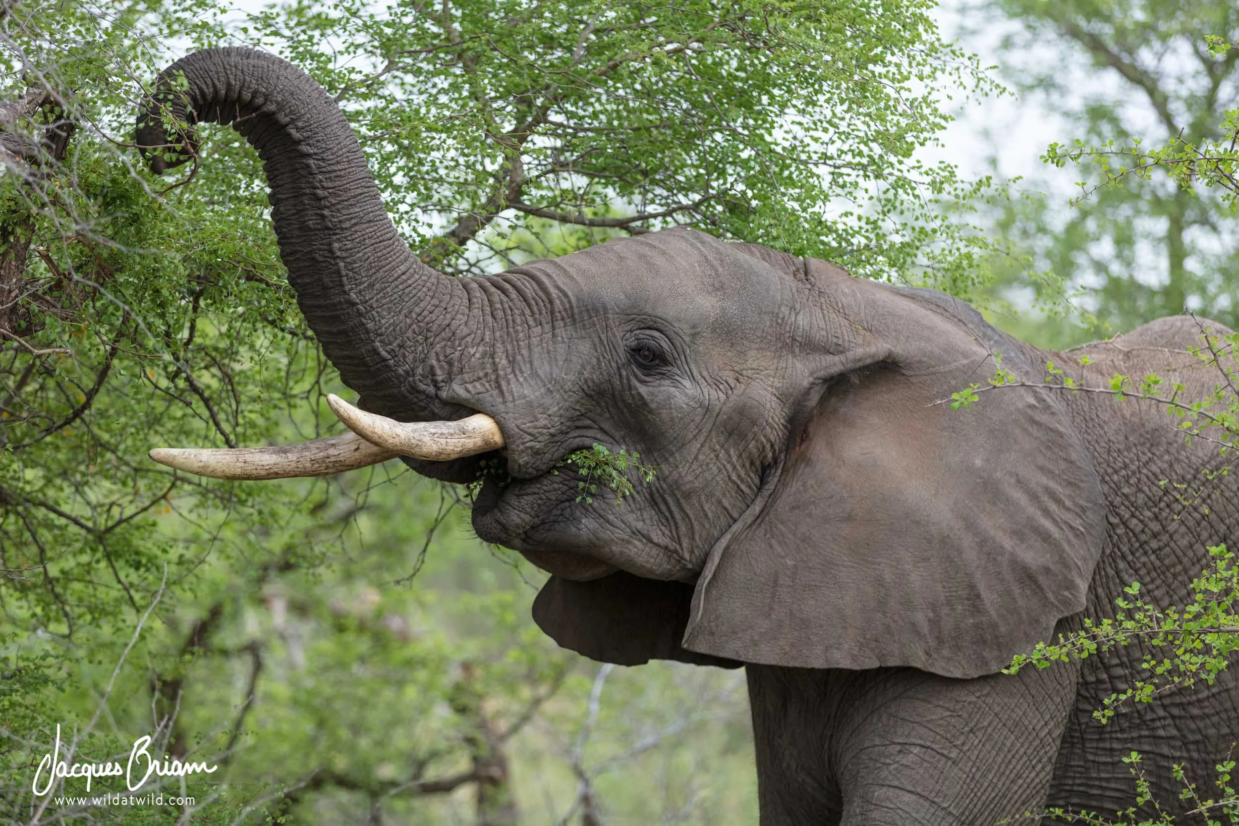 African Elephant