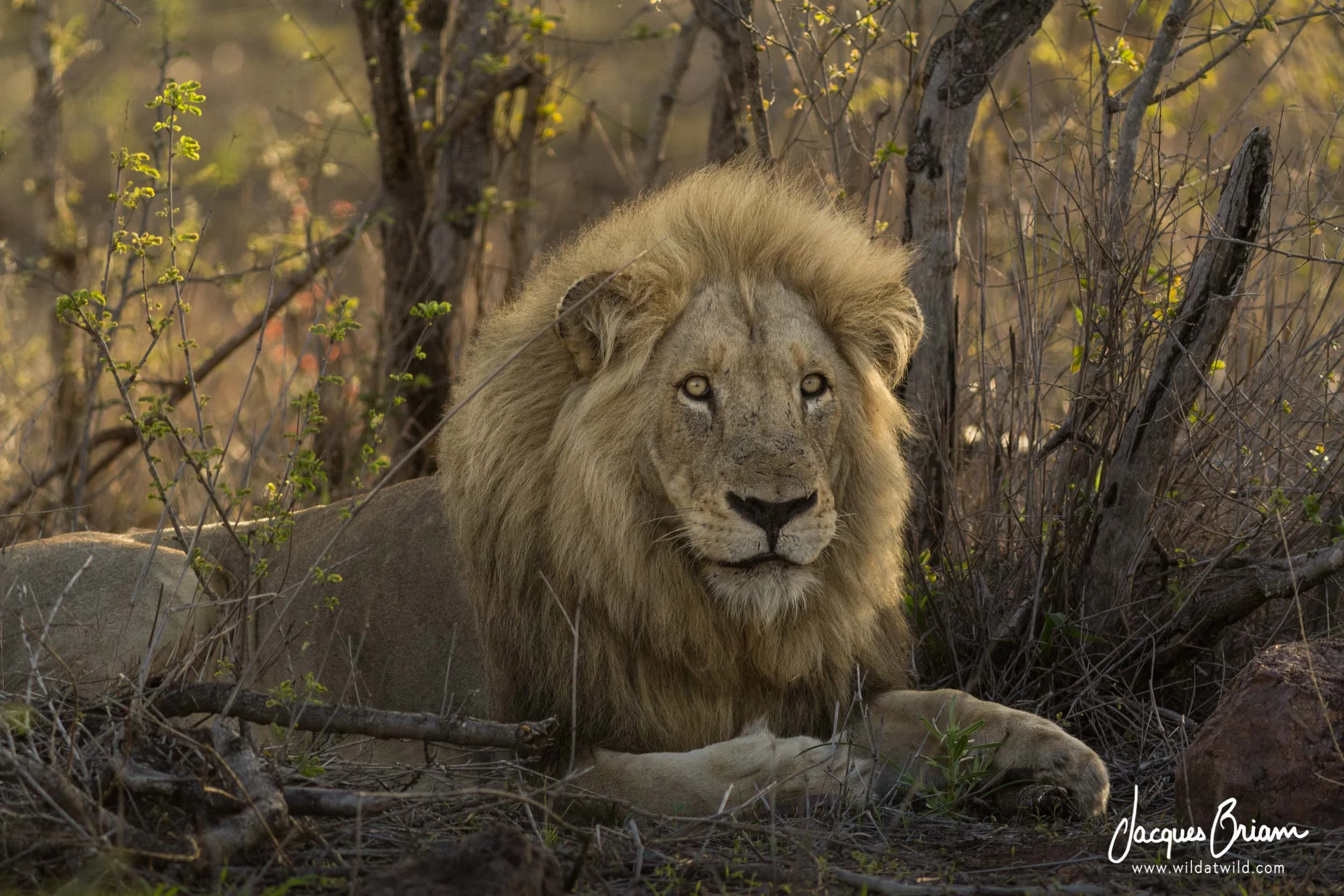 Lion