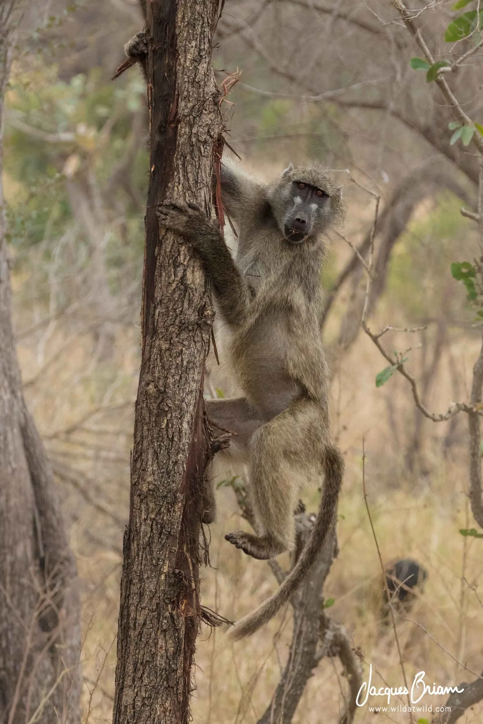 Chacma Baboon