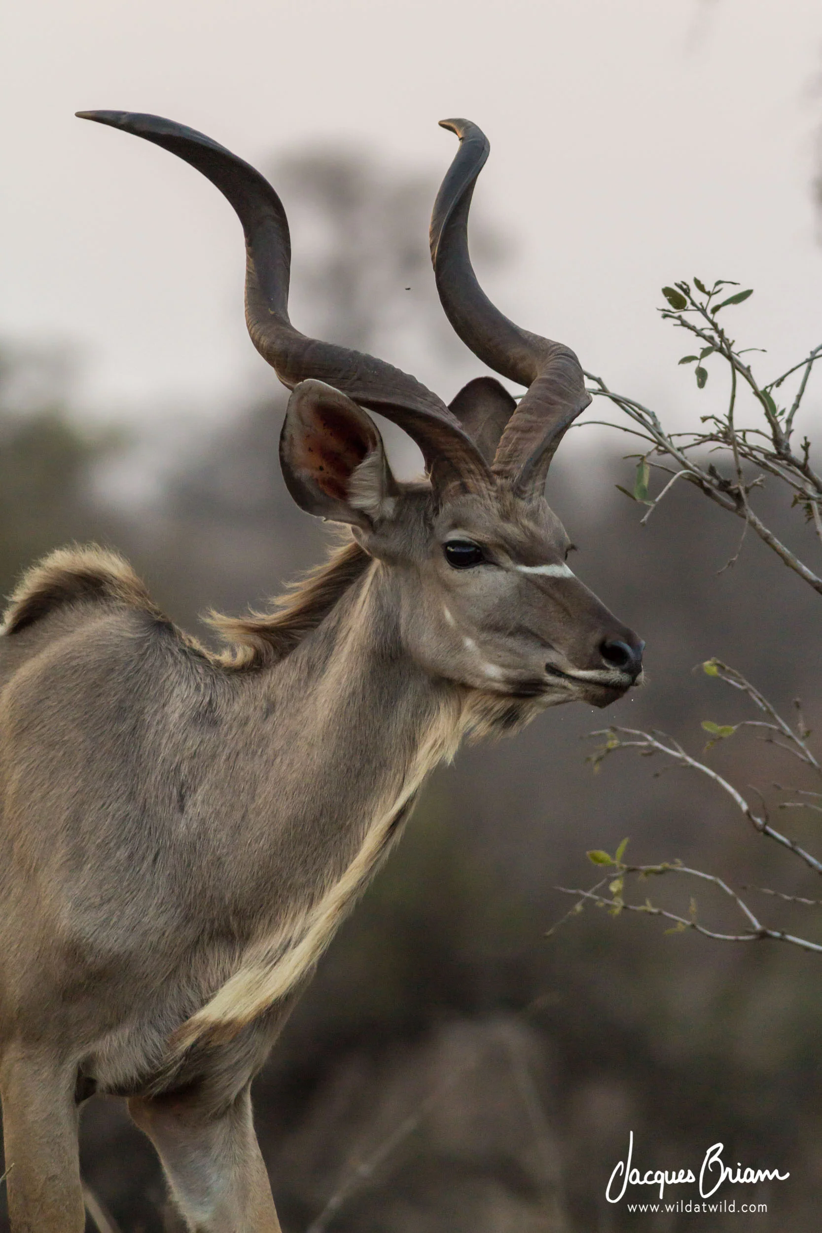 Greater Kudu