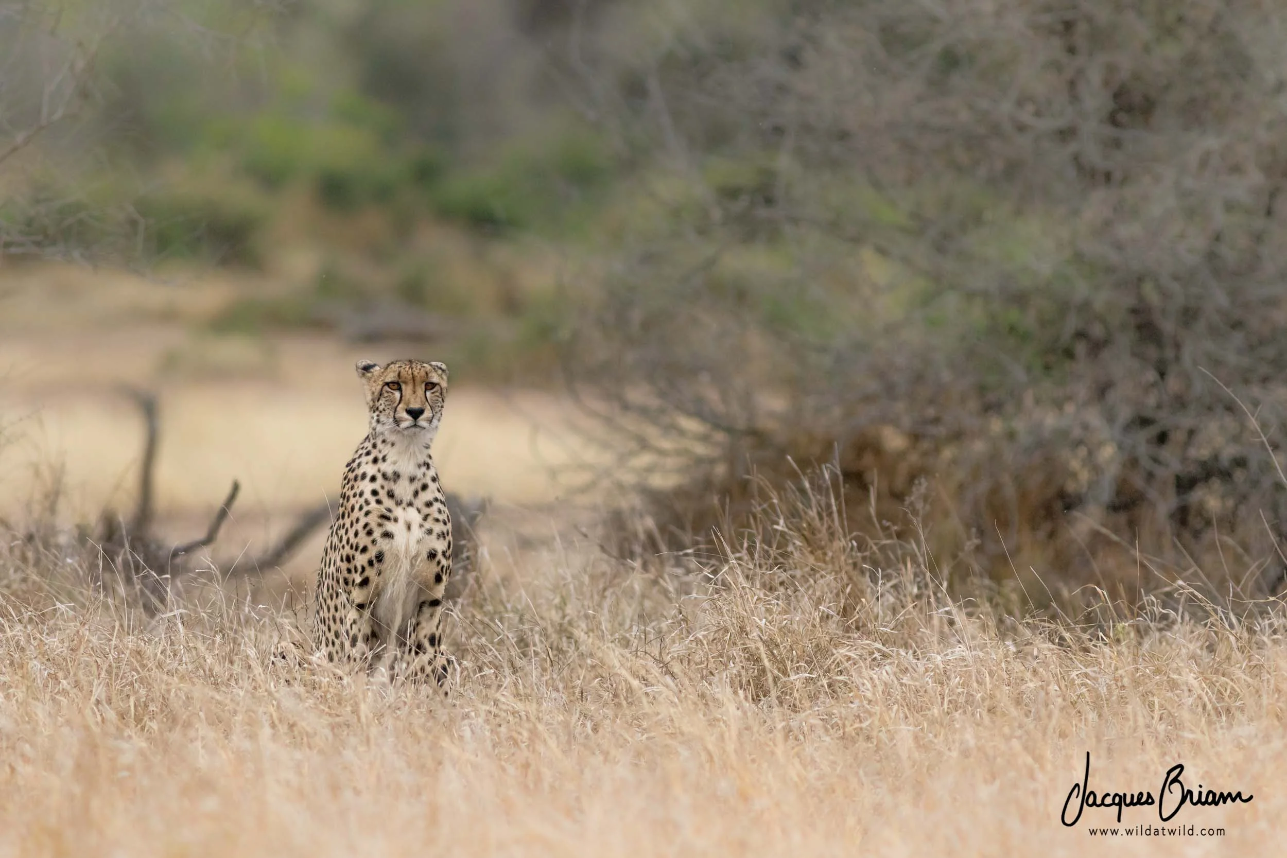 Cheetah