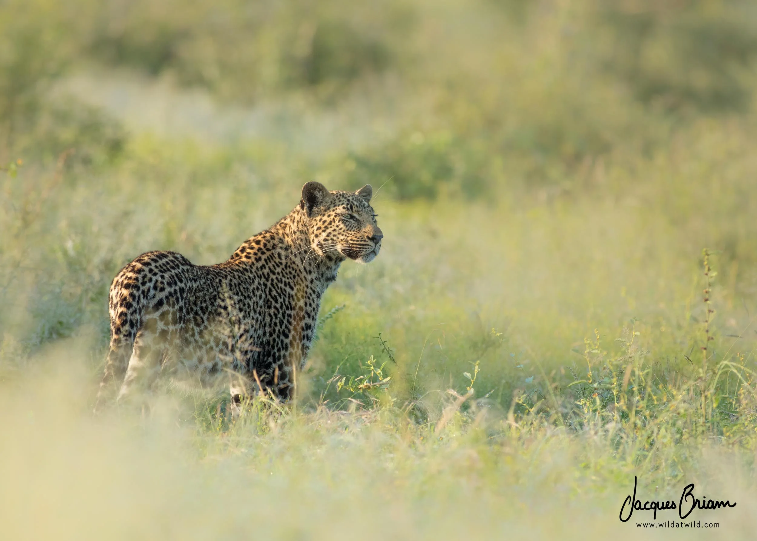 Leopard