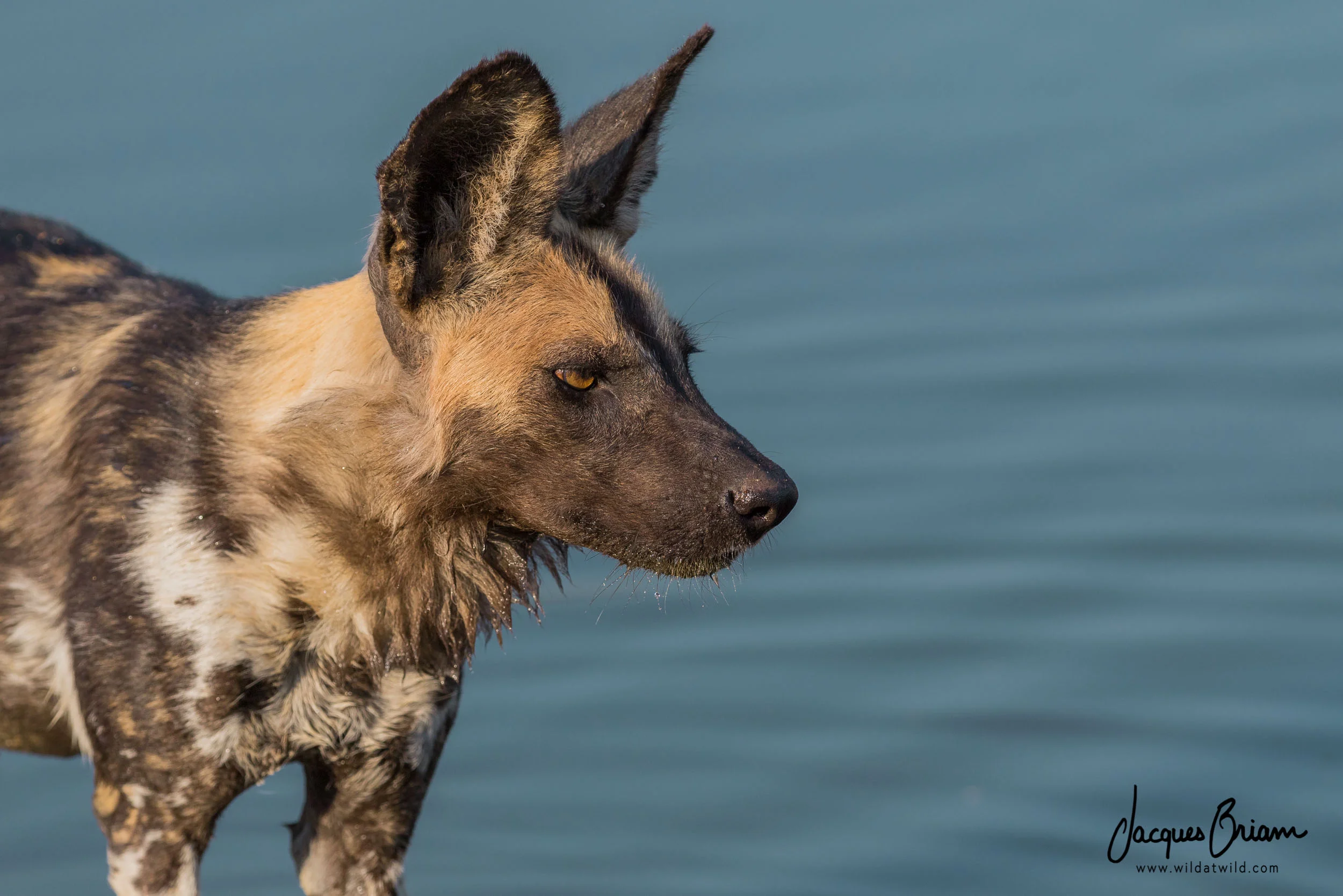 African Wild Dog