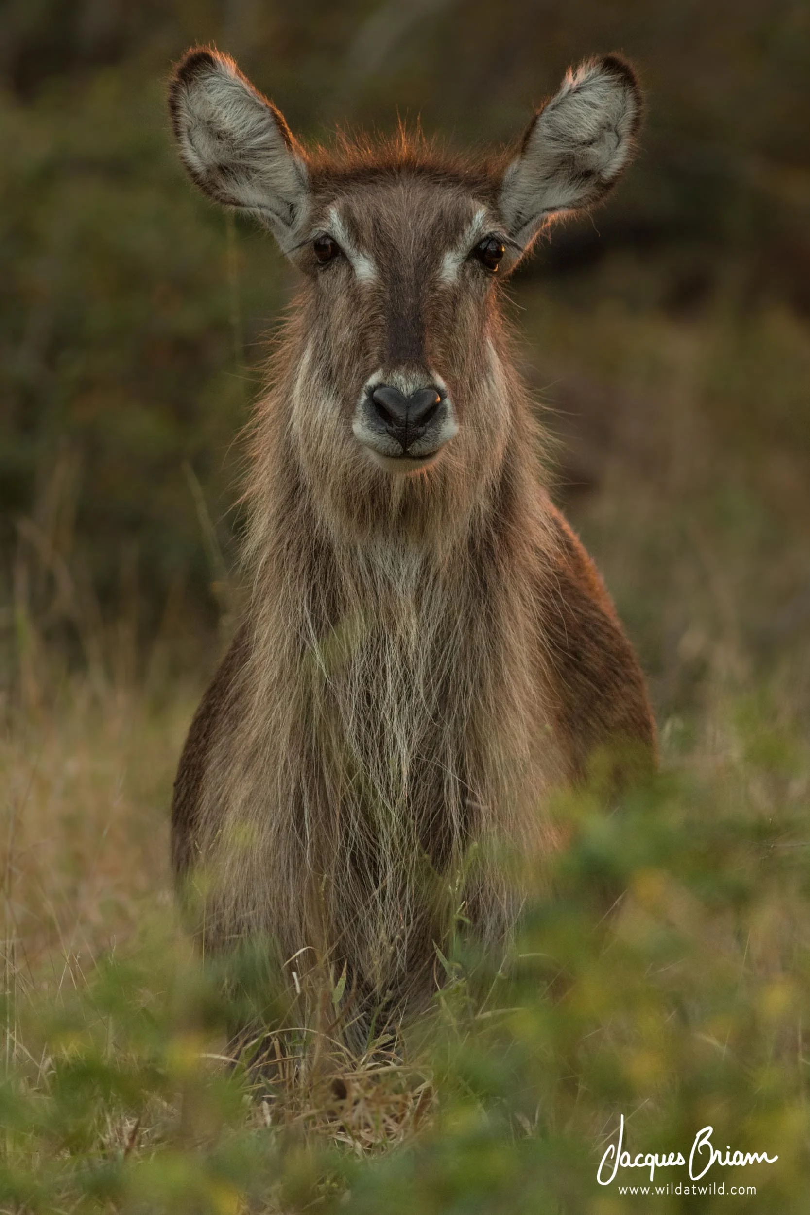 Waterbuck