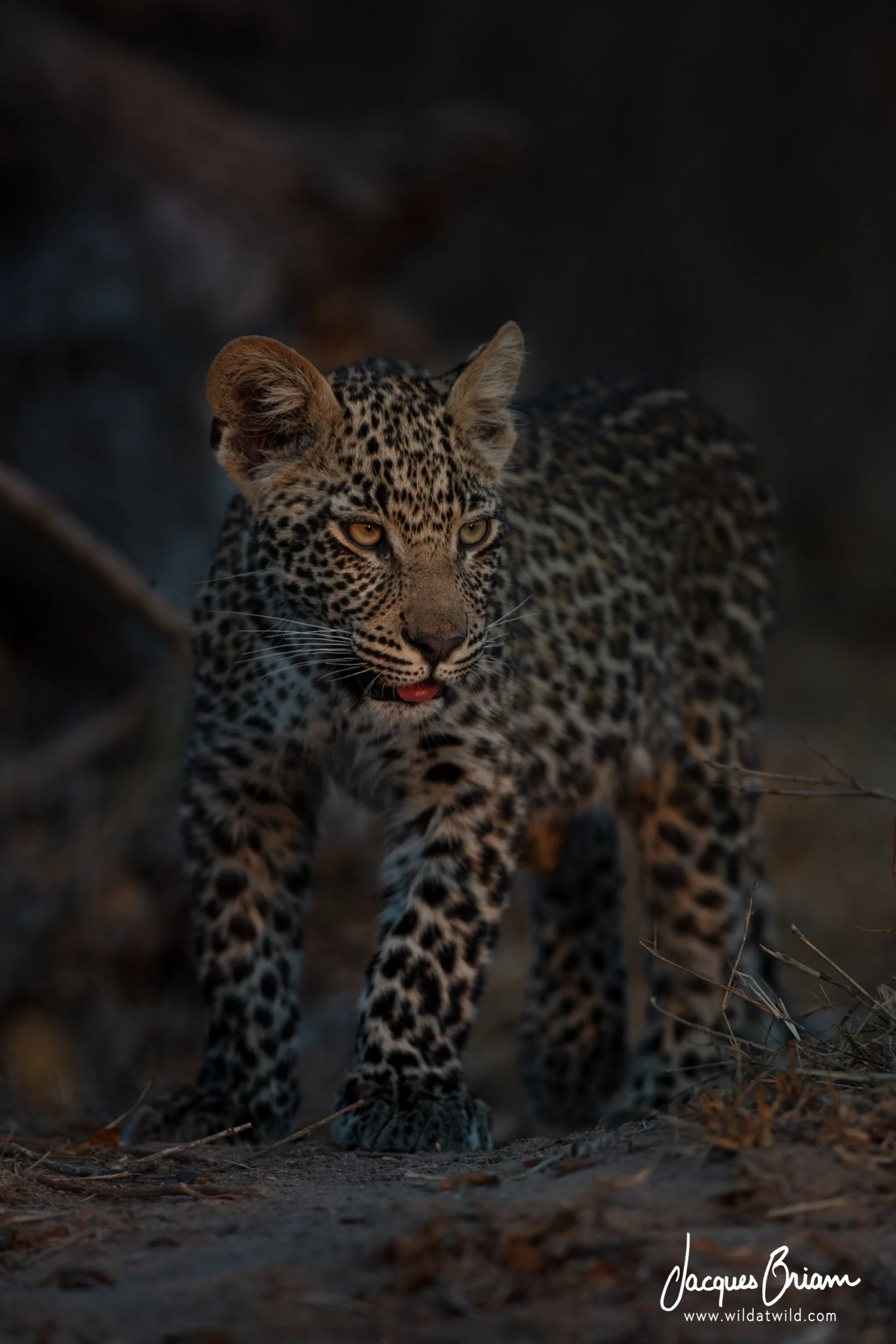 Leopard
