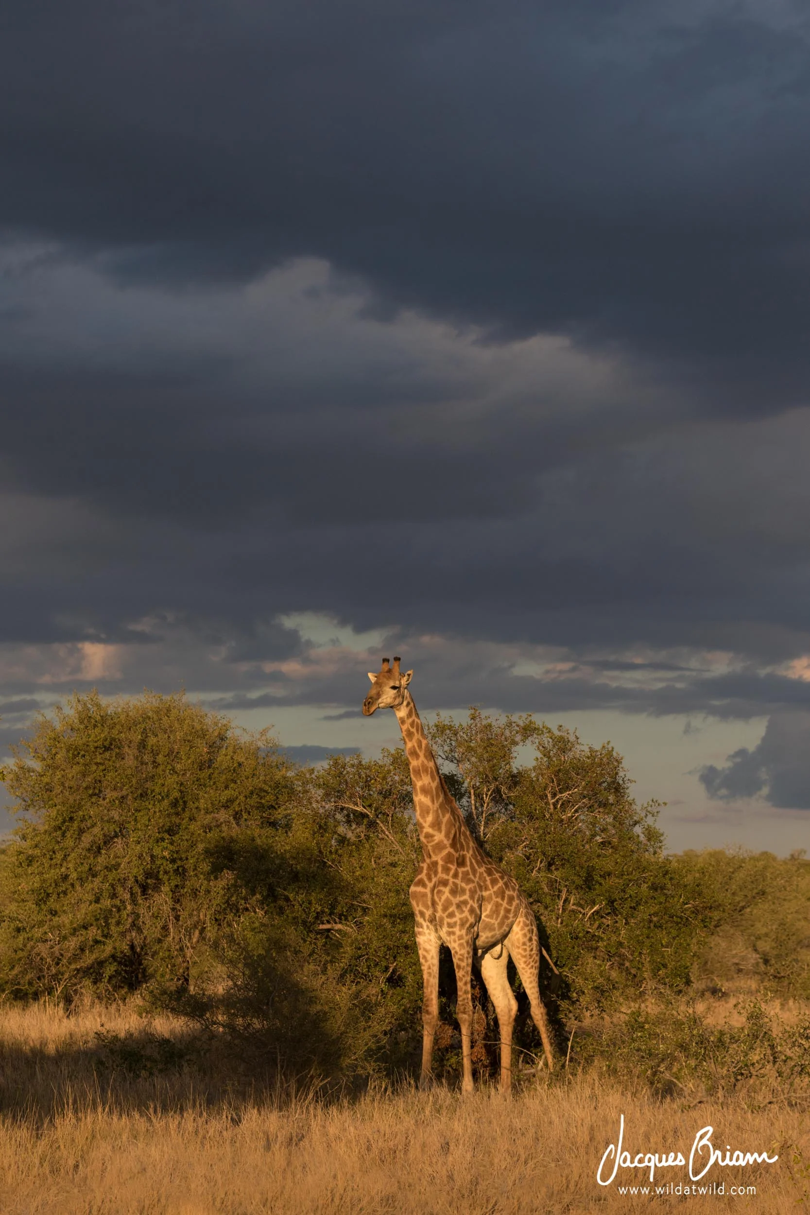 Southern Giraffe