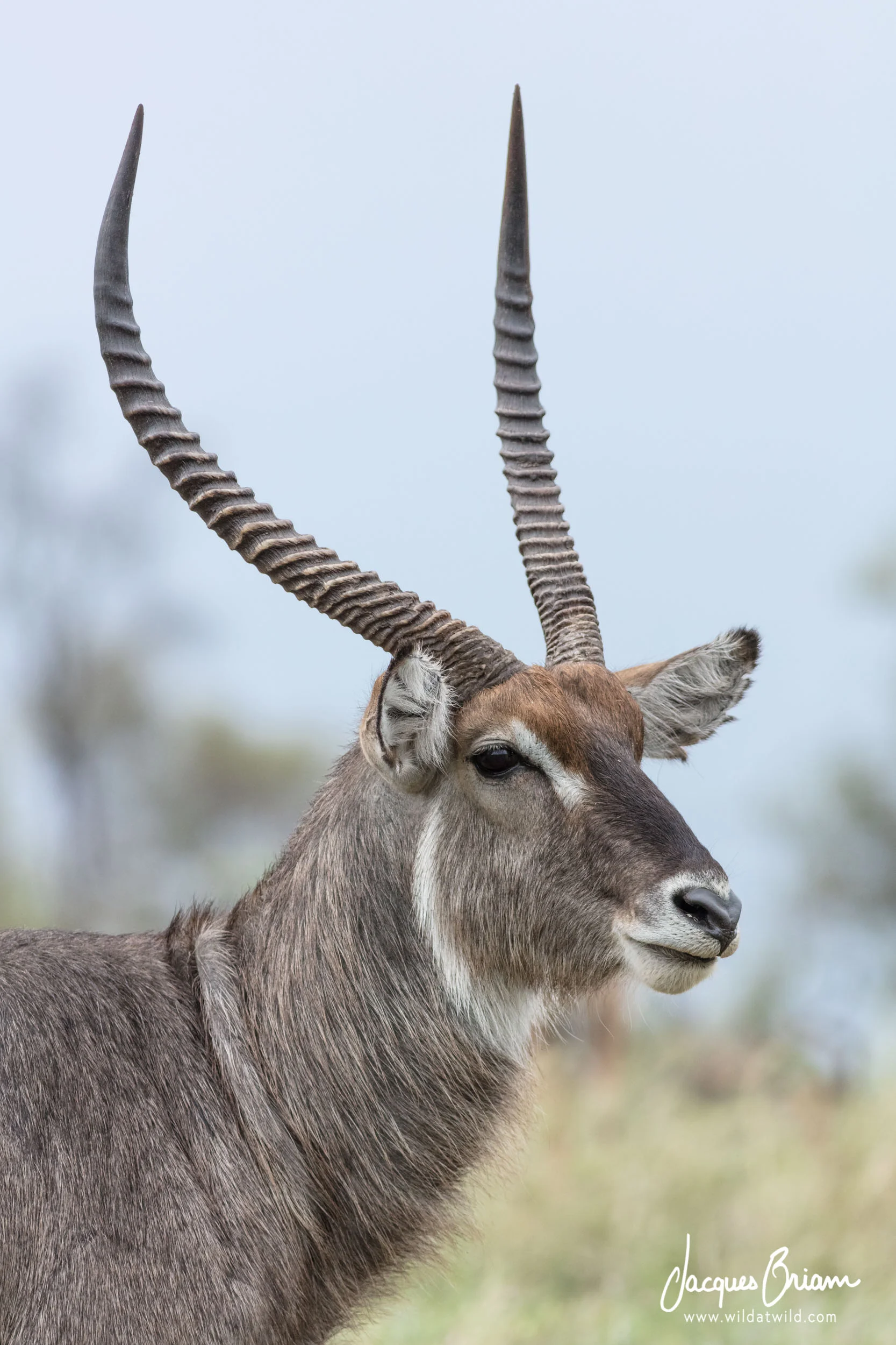 Waterbuck