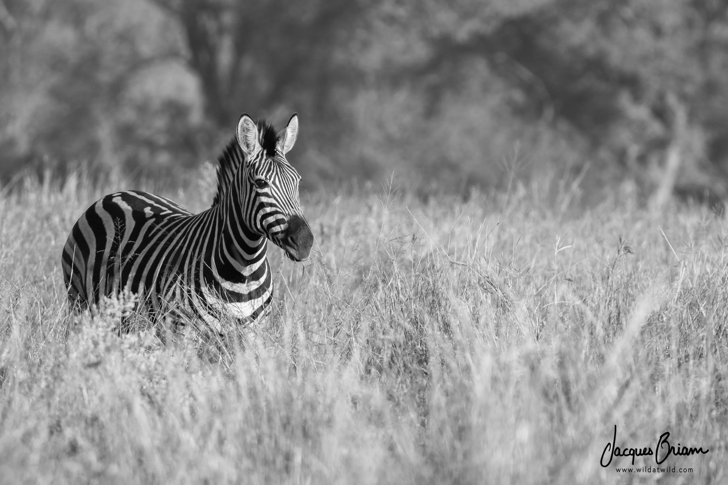 Plains Zebra
