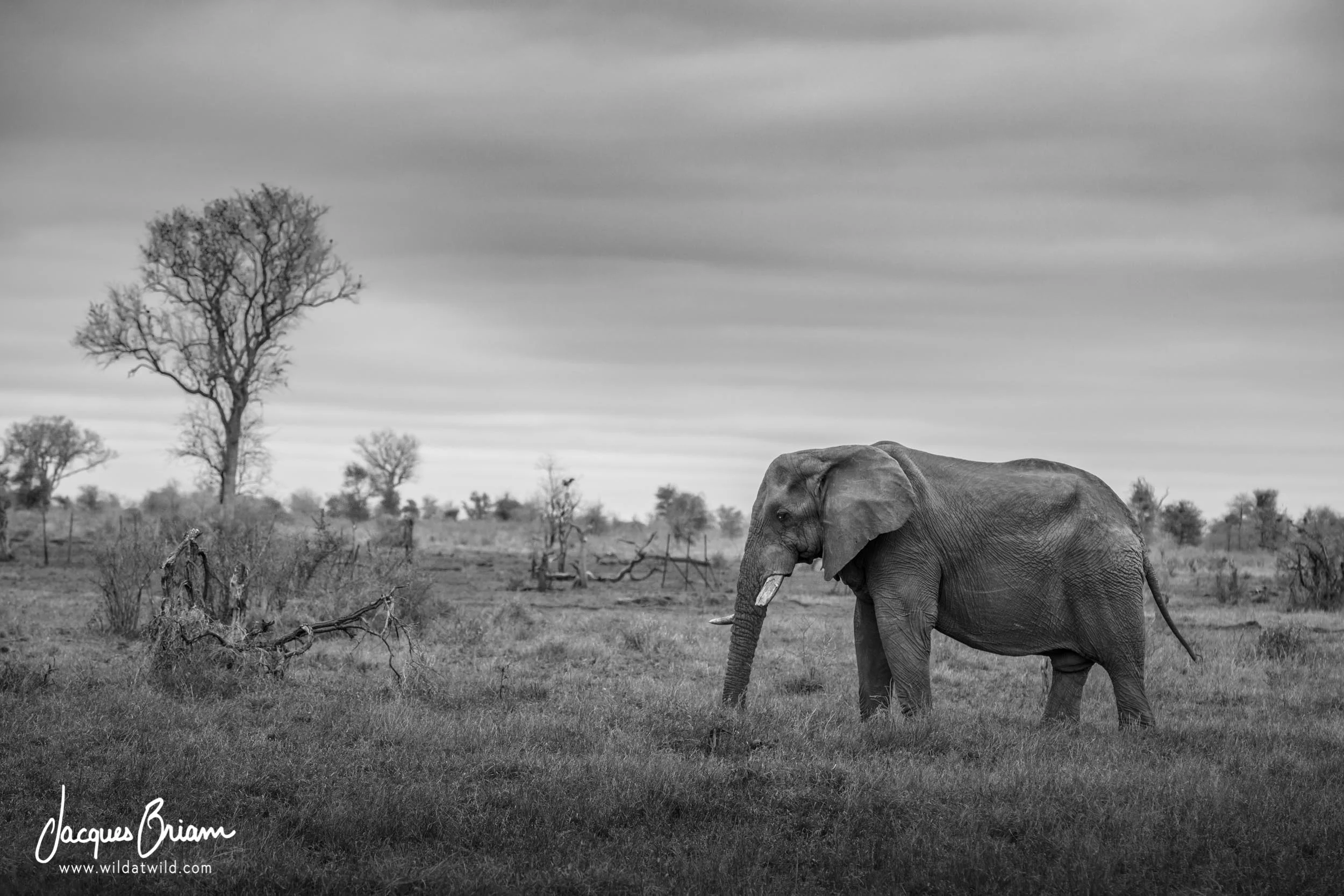 African Elephant