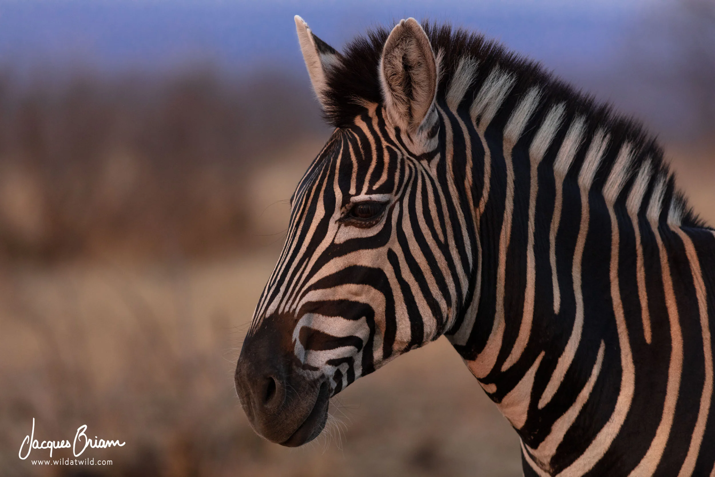 Plains Zebra