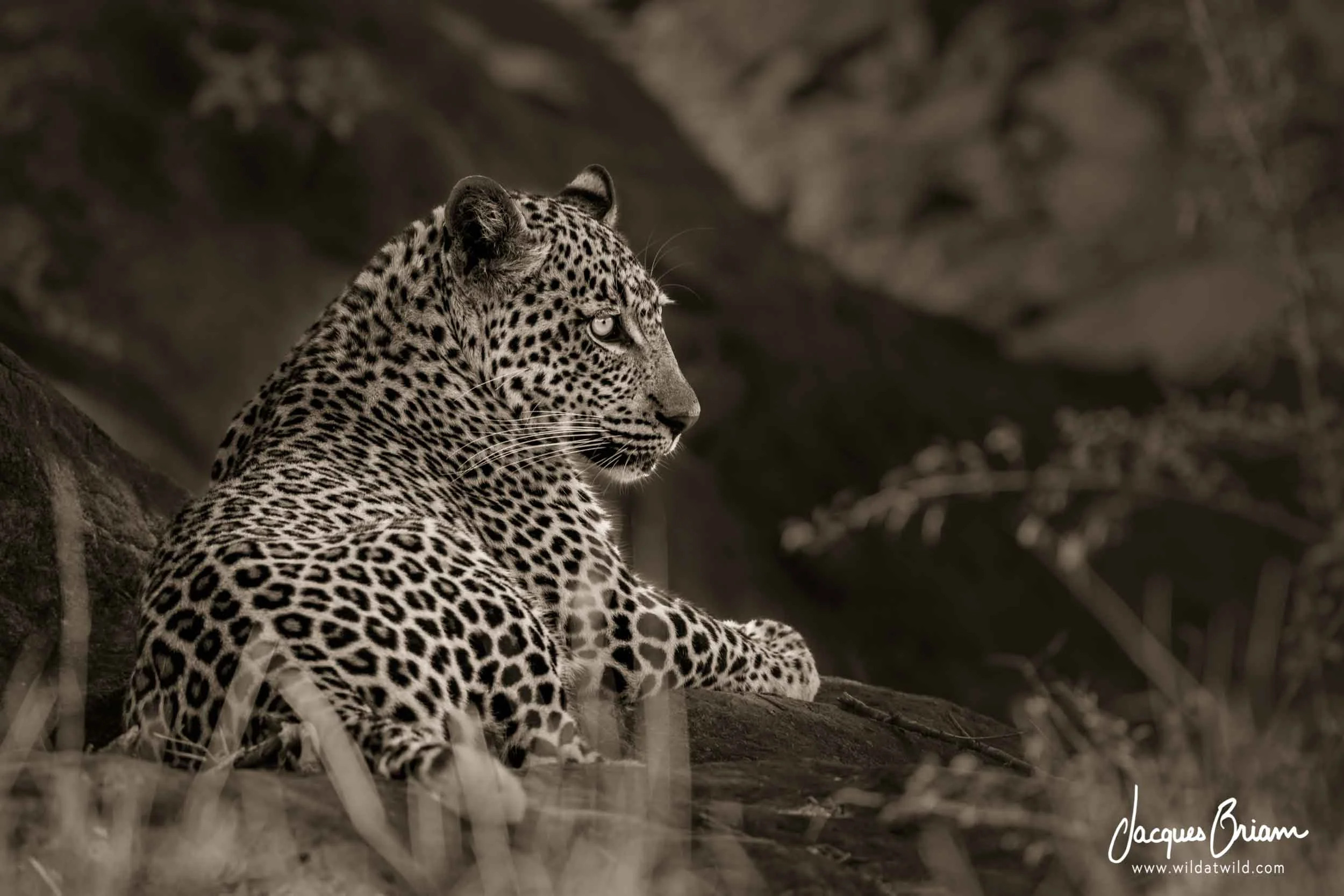Leopard