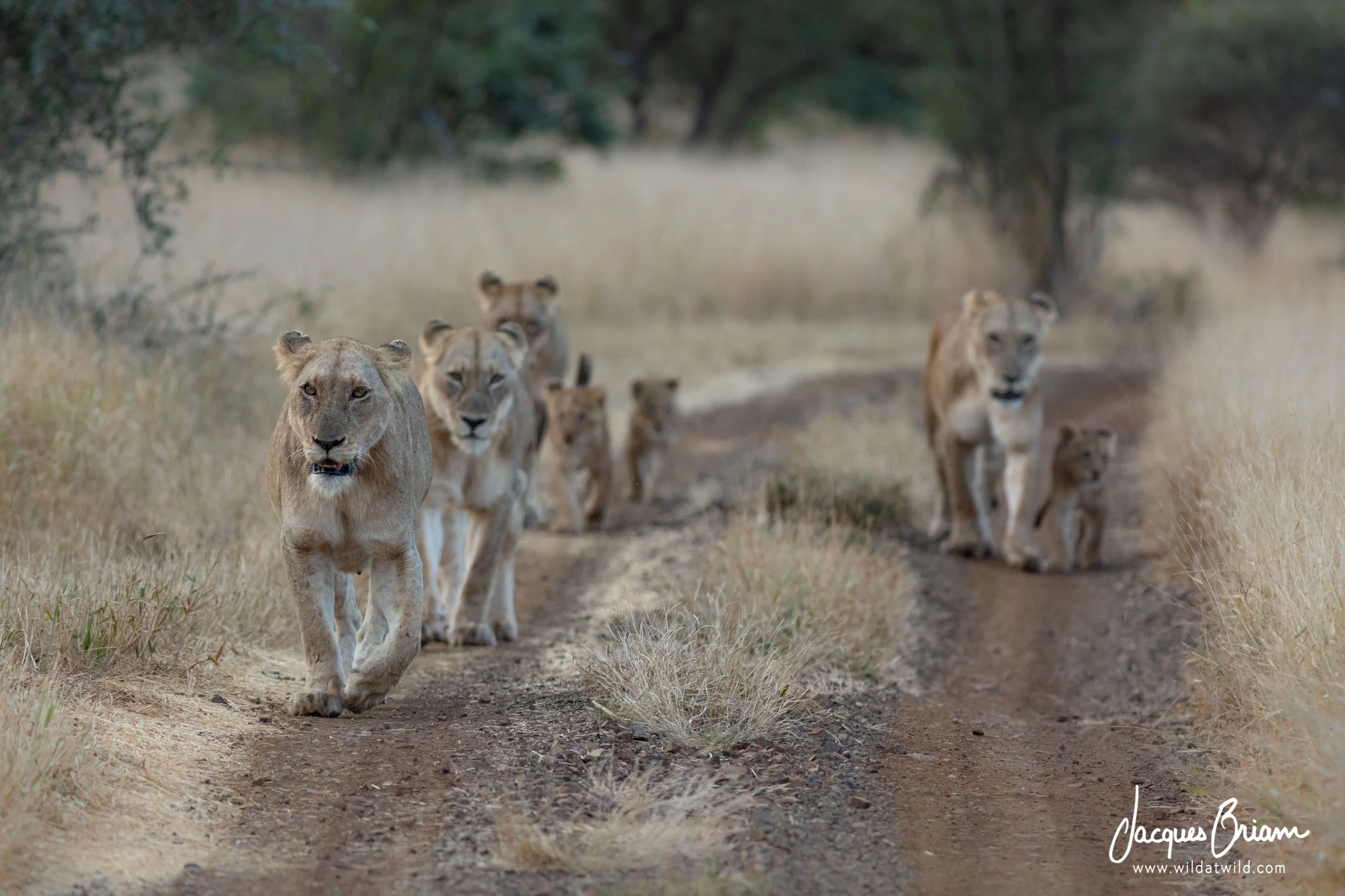 Lions