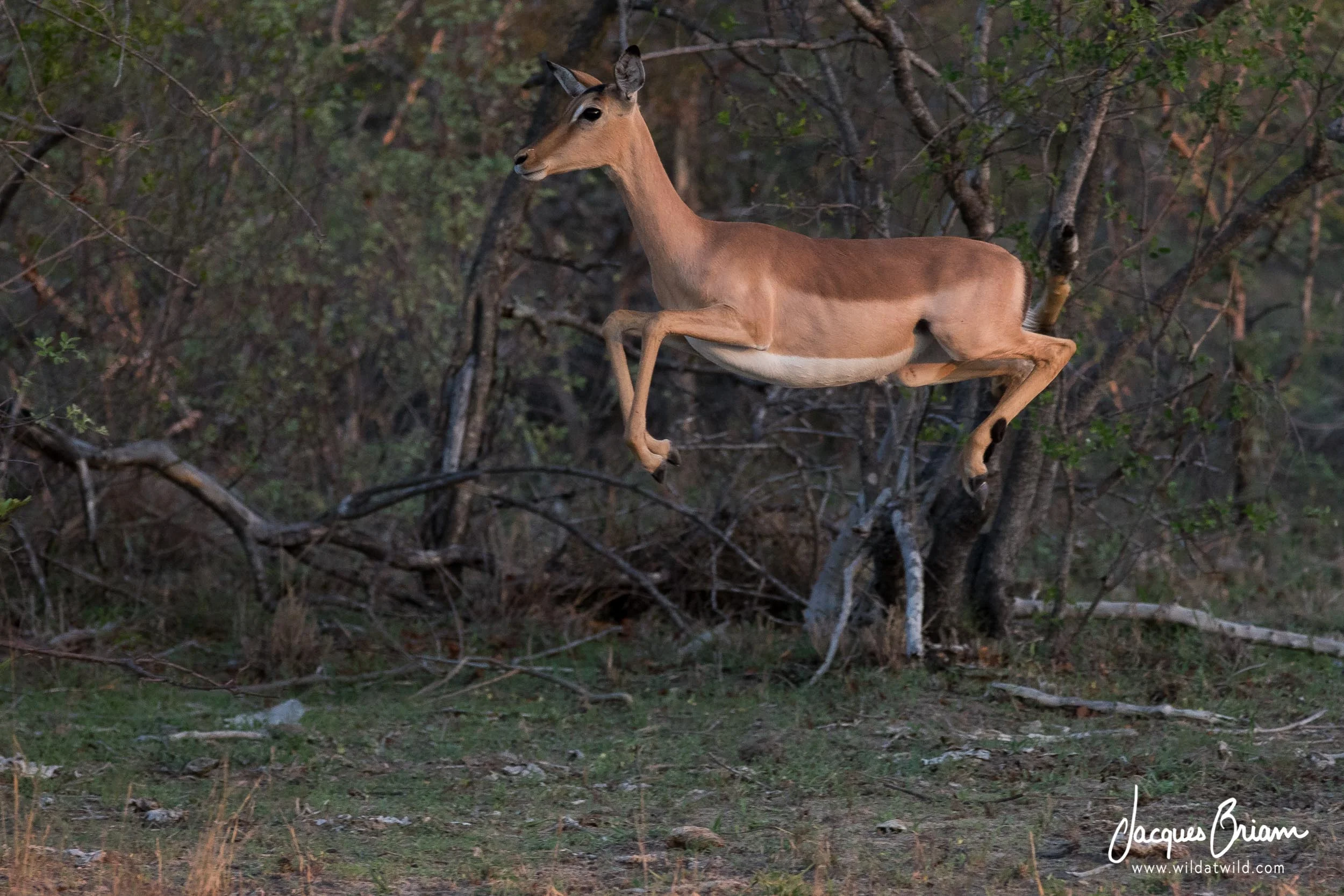 Impala