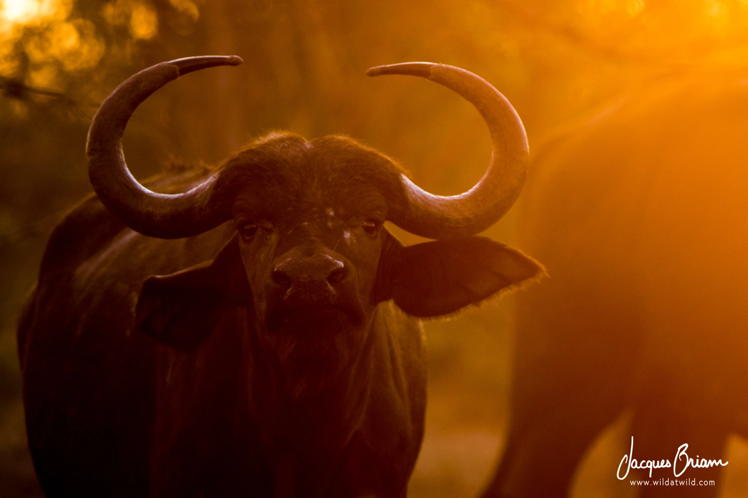 African Buffalo