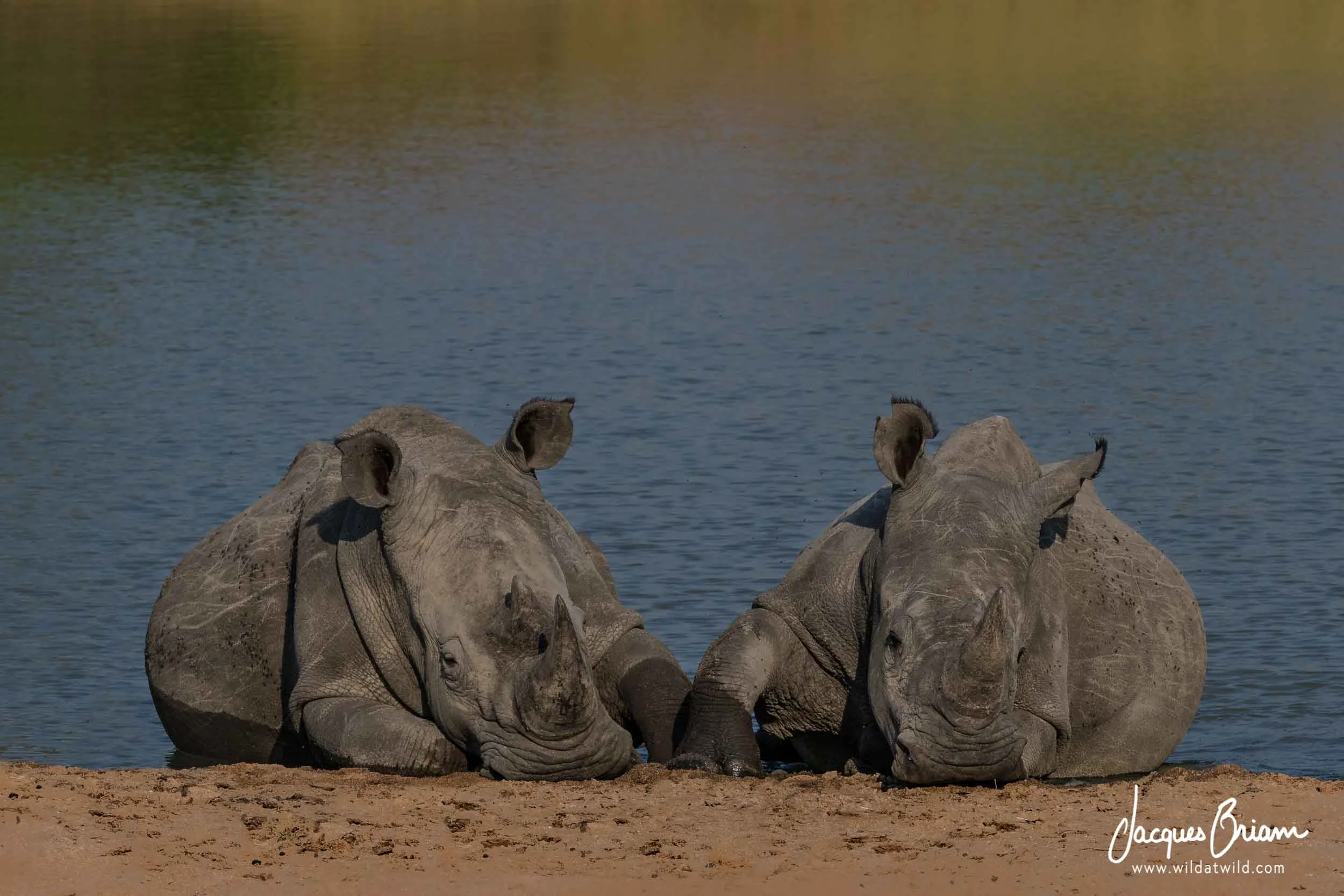 White Rhinoceroses