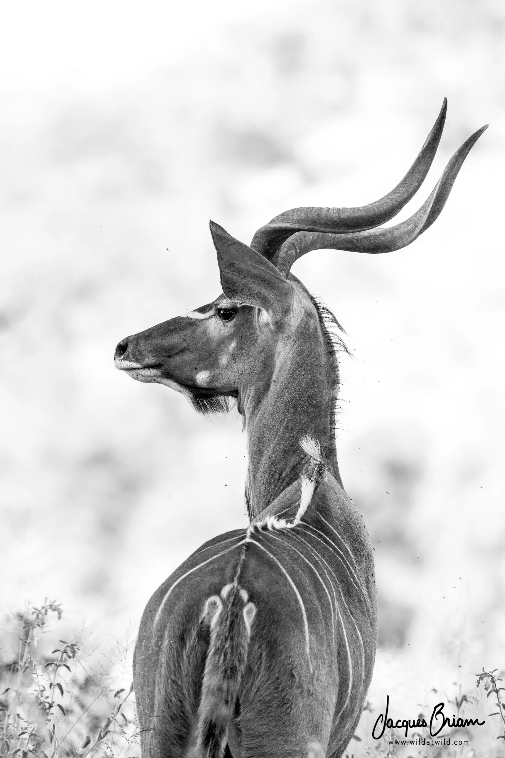 Greater Kudu