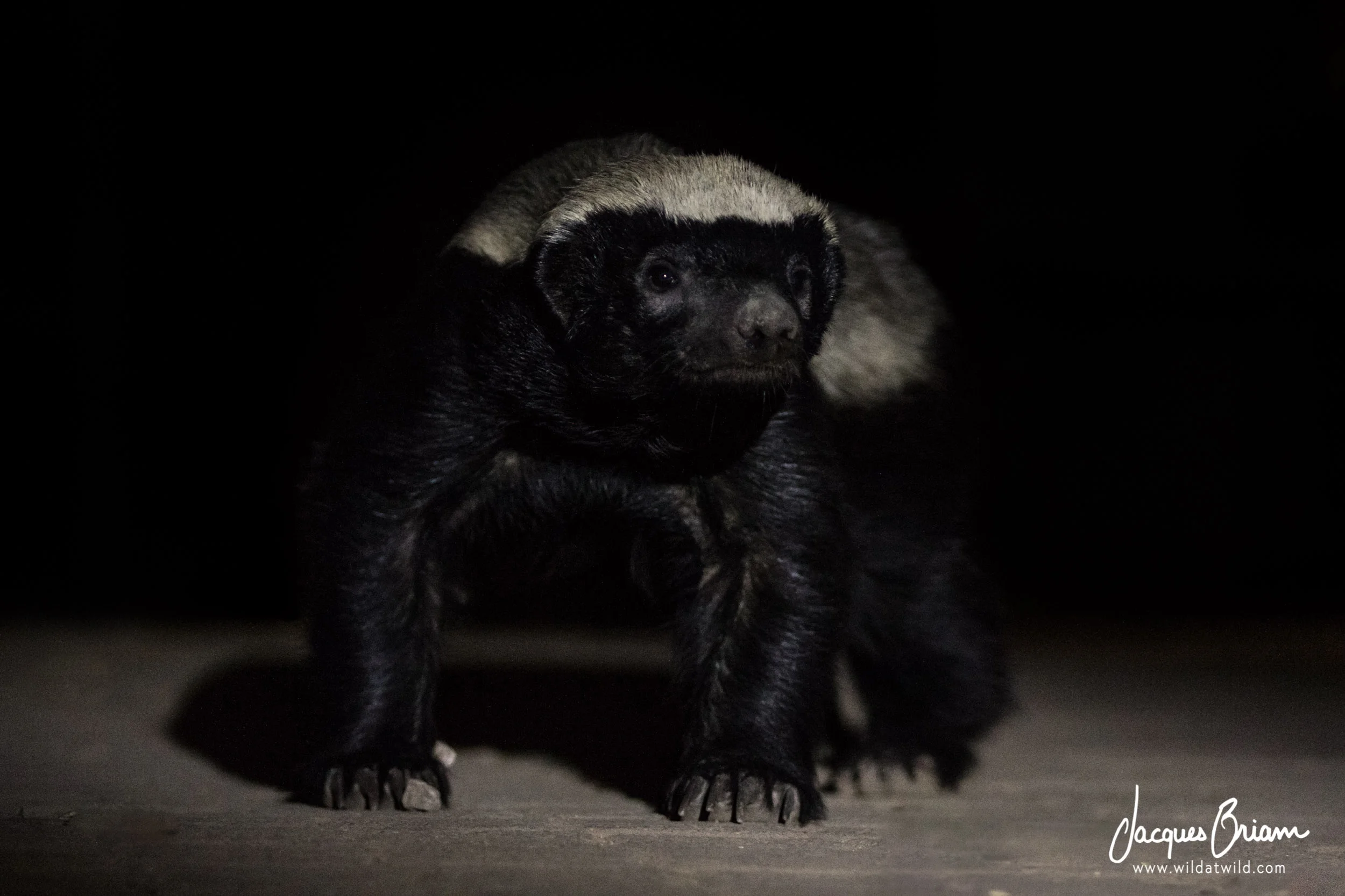 Honey Badger