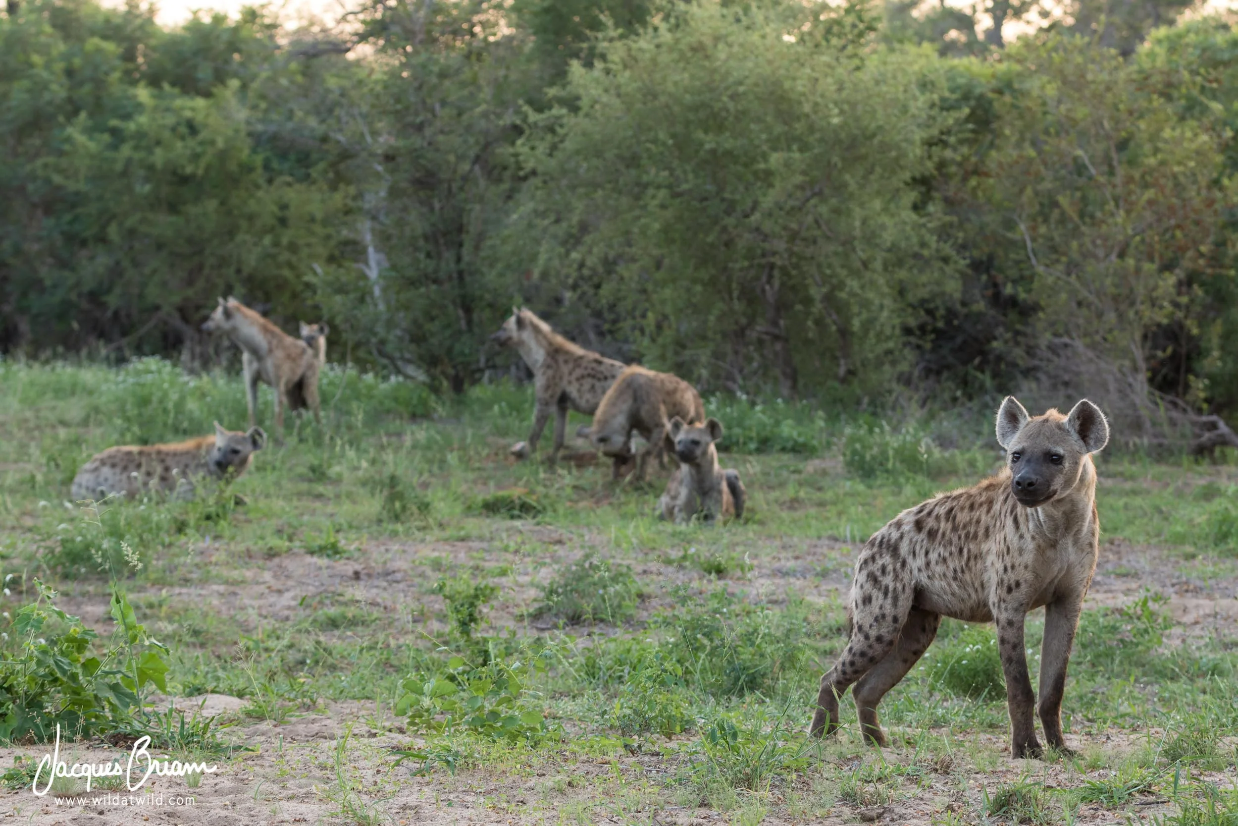 Spotted Hyenas