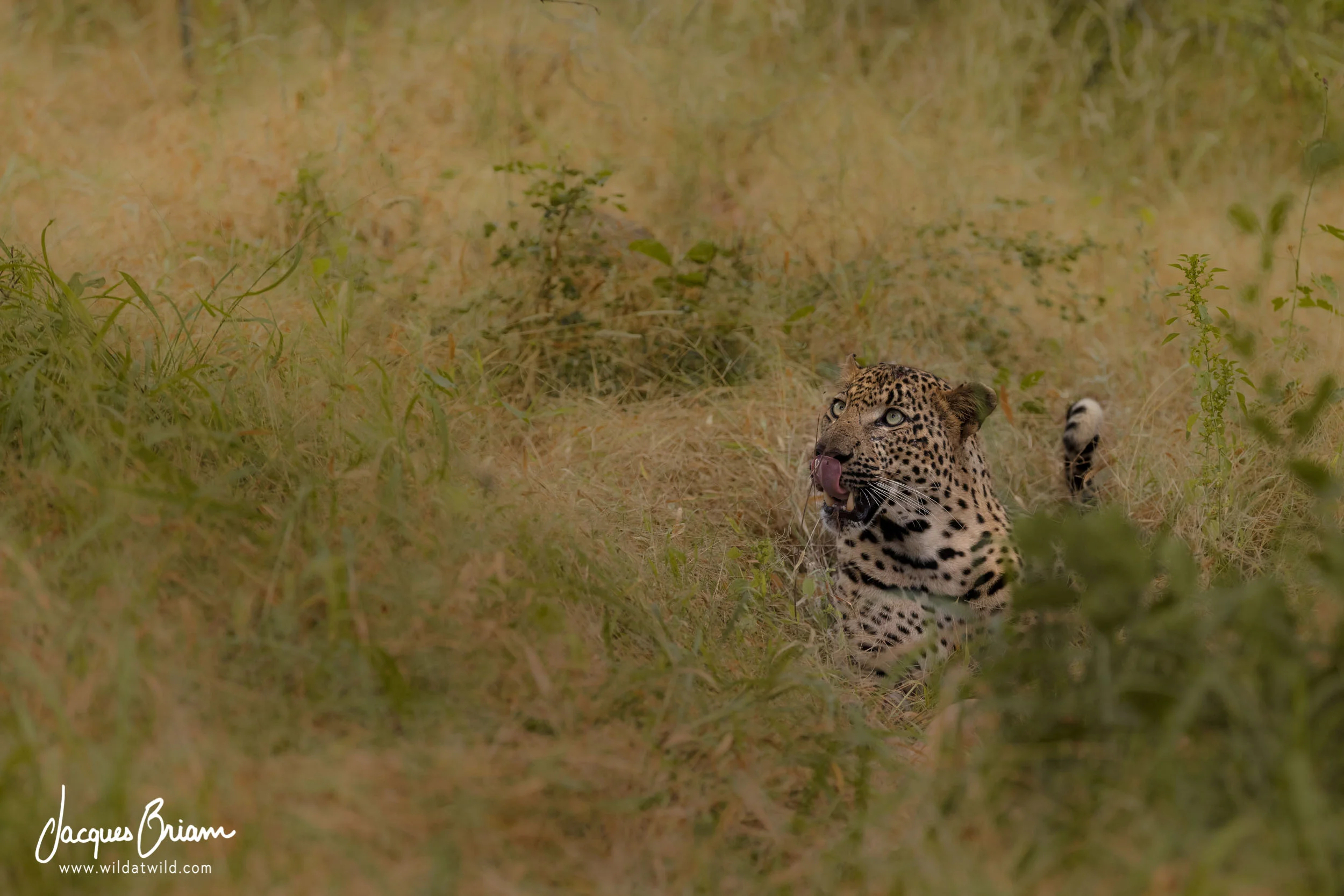 Leopard