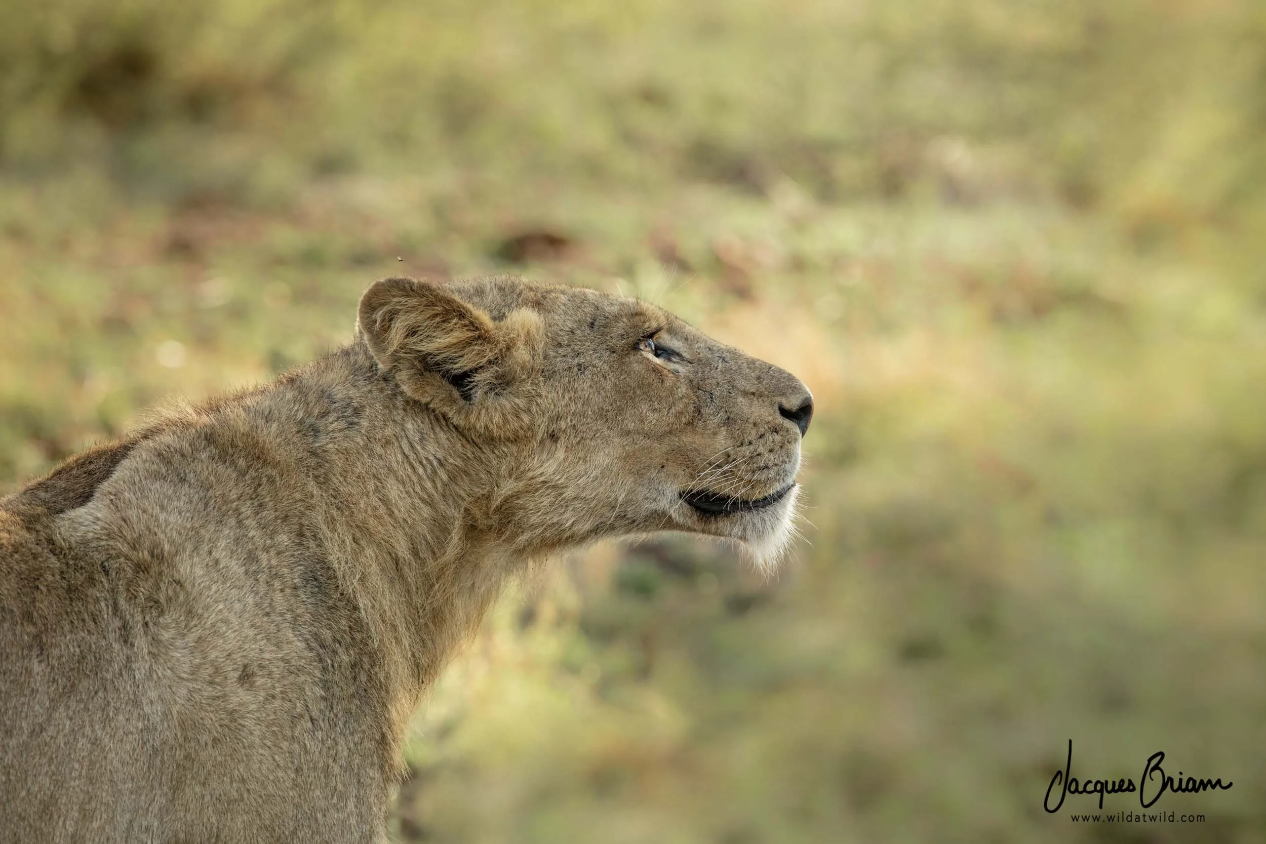 Lion