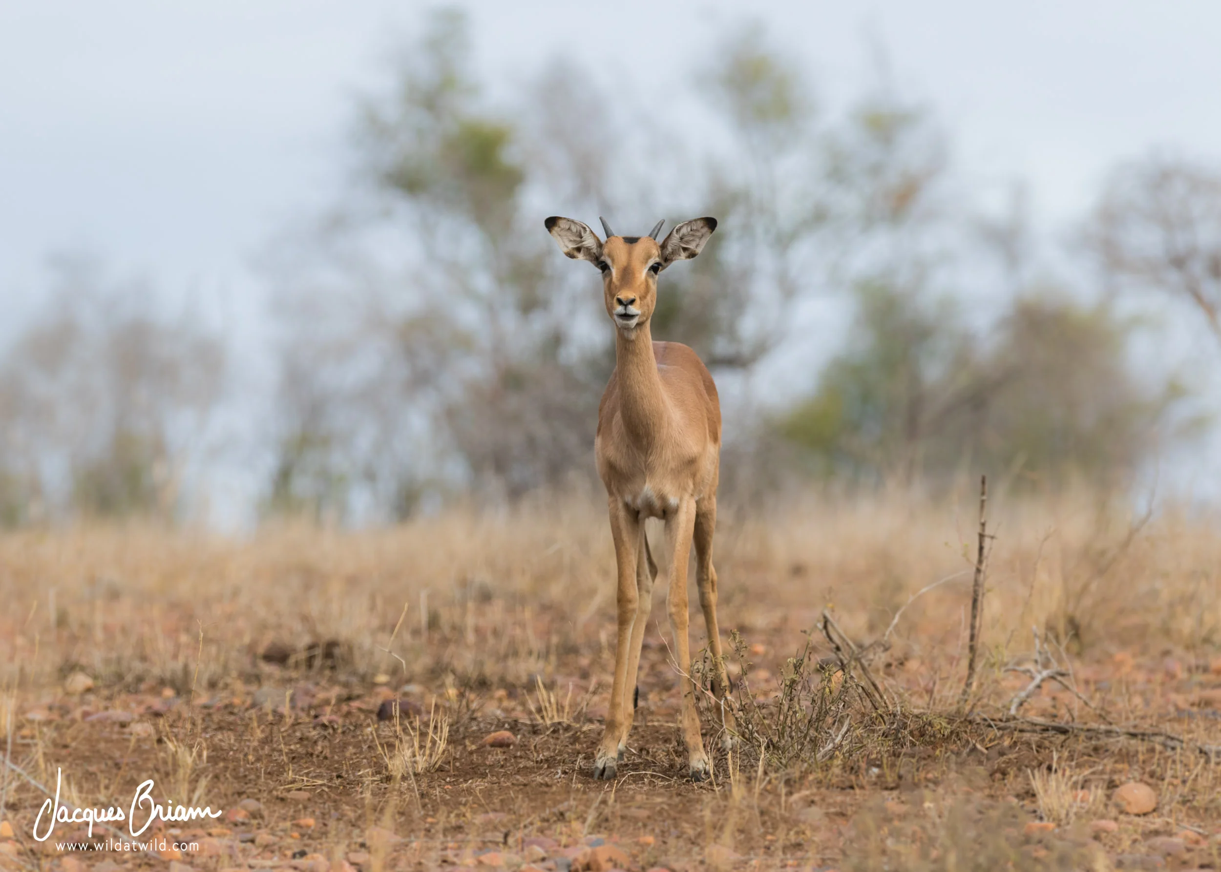Impala
