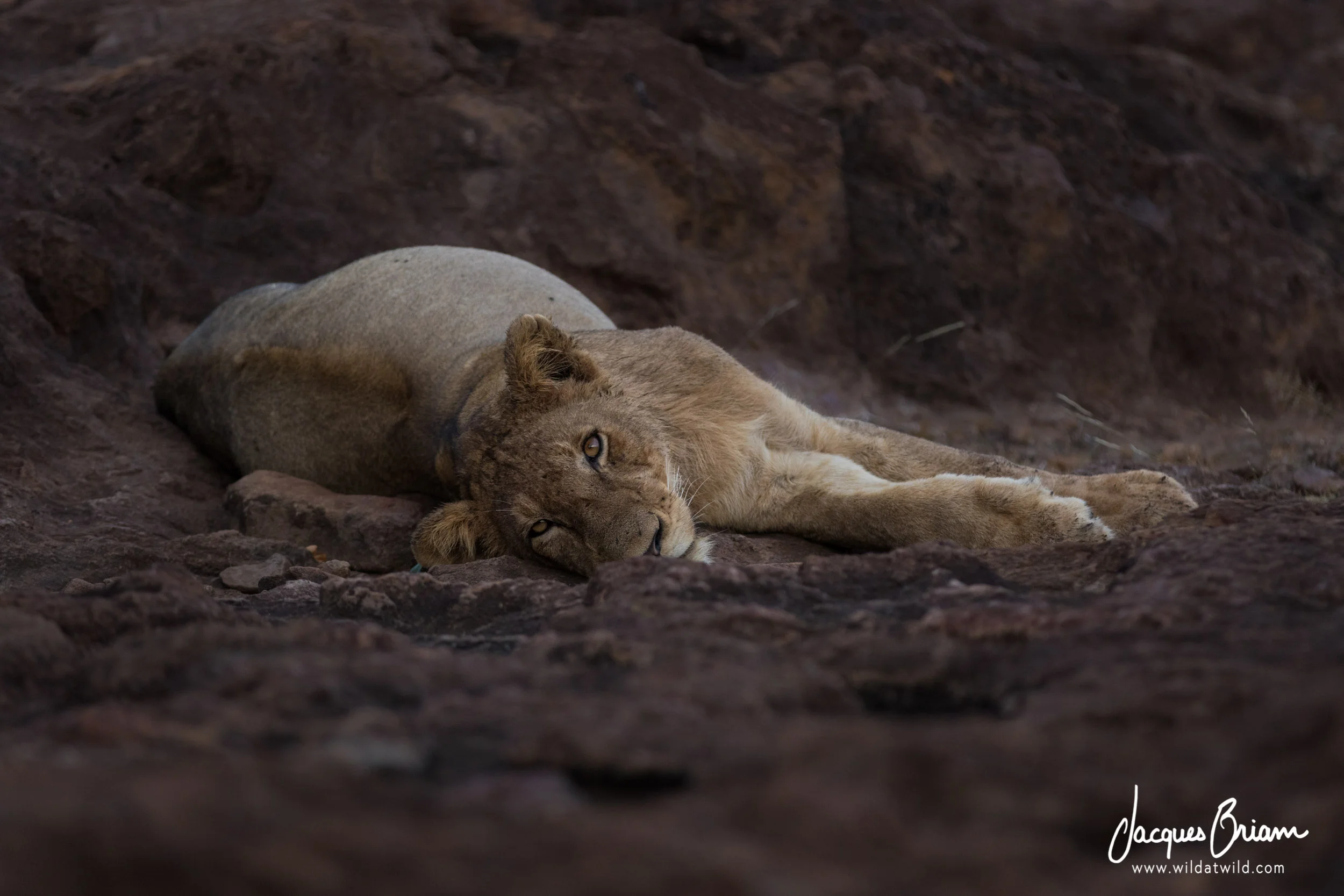 Lion