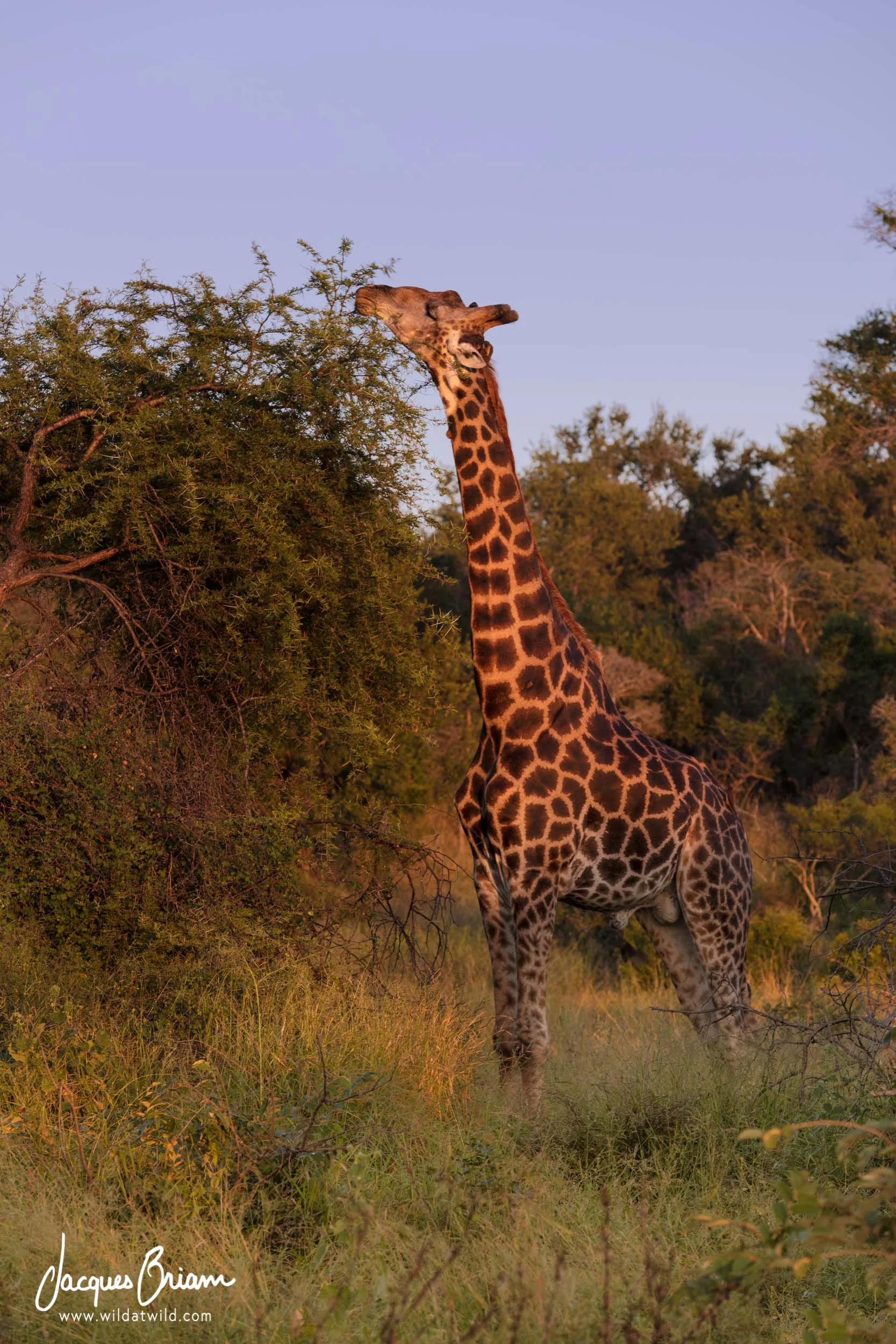 Southern Giraffe