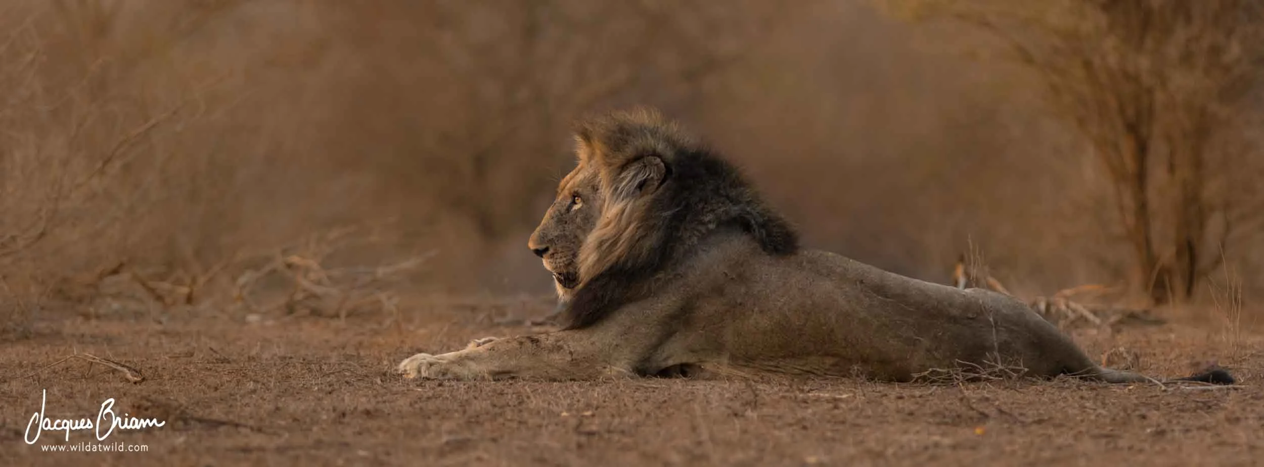 Lion