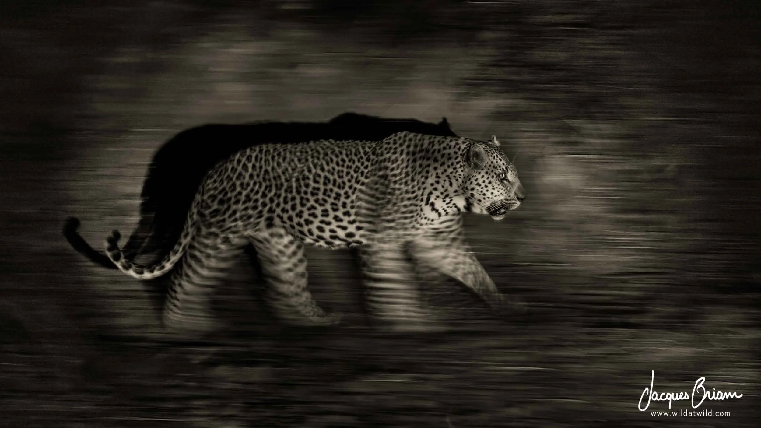 Leopard
