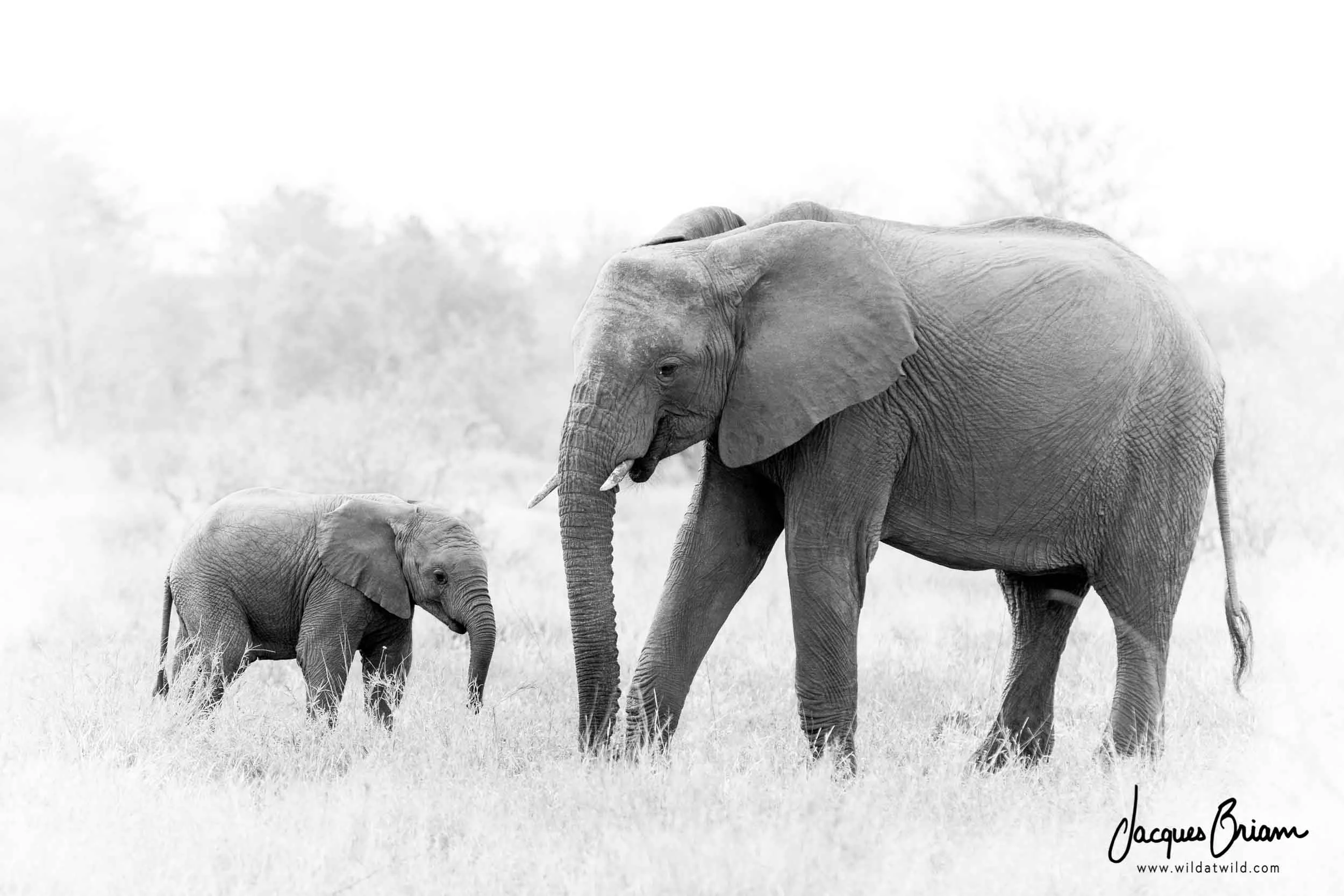 African Elephants