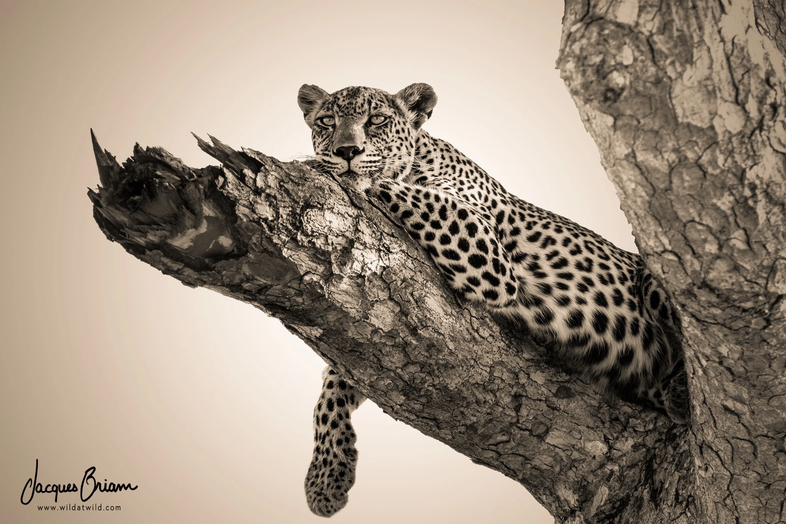 Leopard