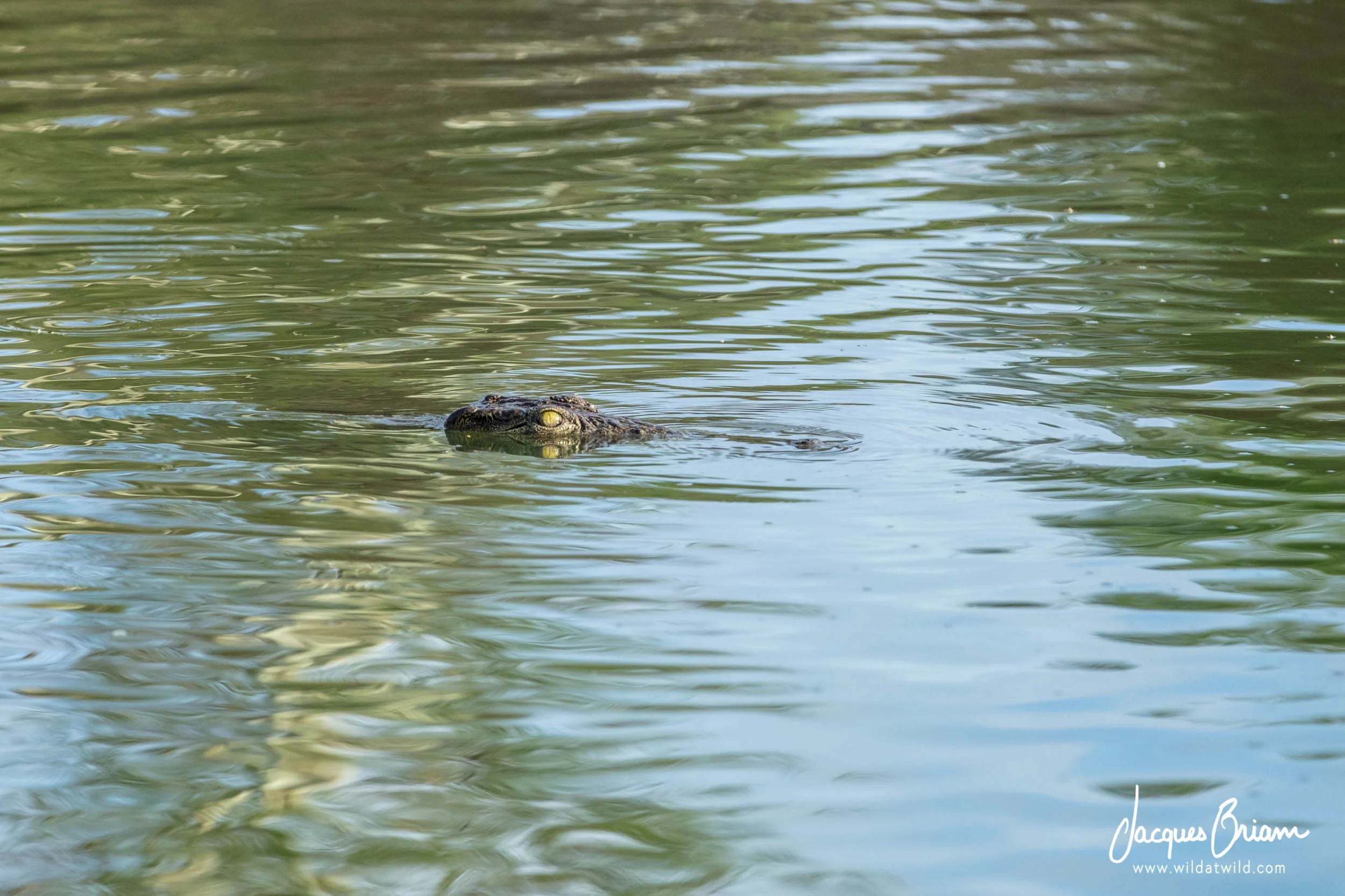 Nile Crocodile