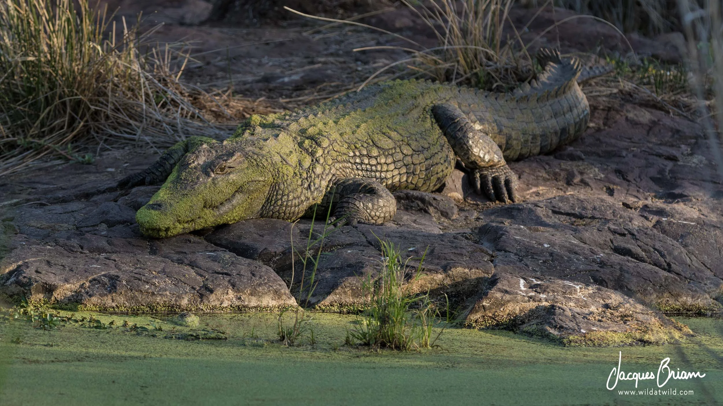 Nile Crocodile