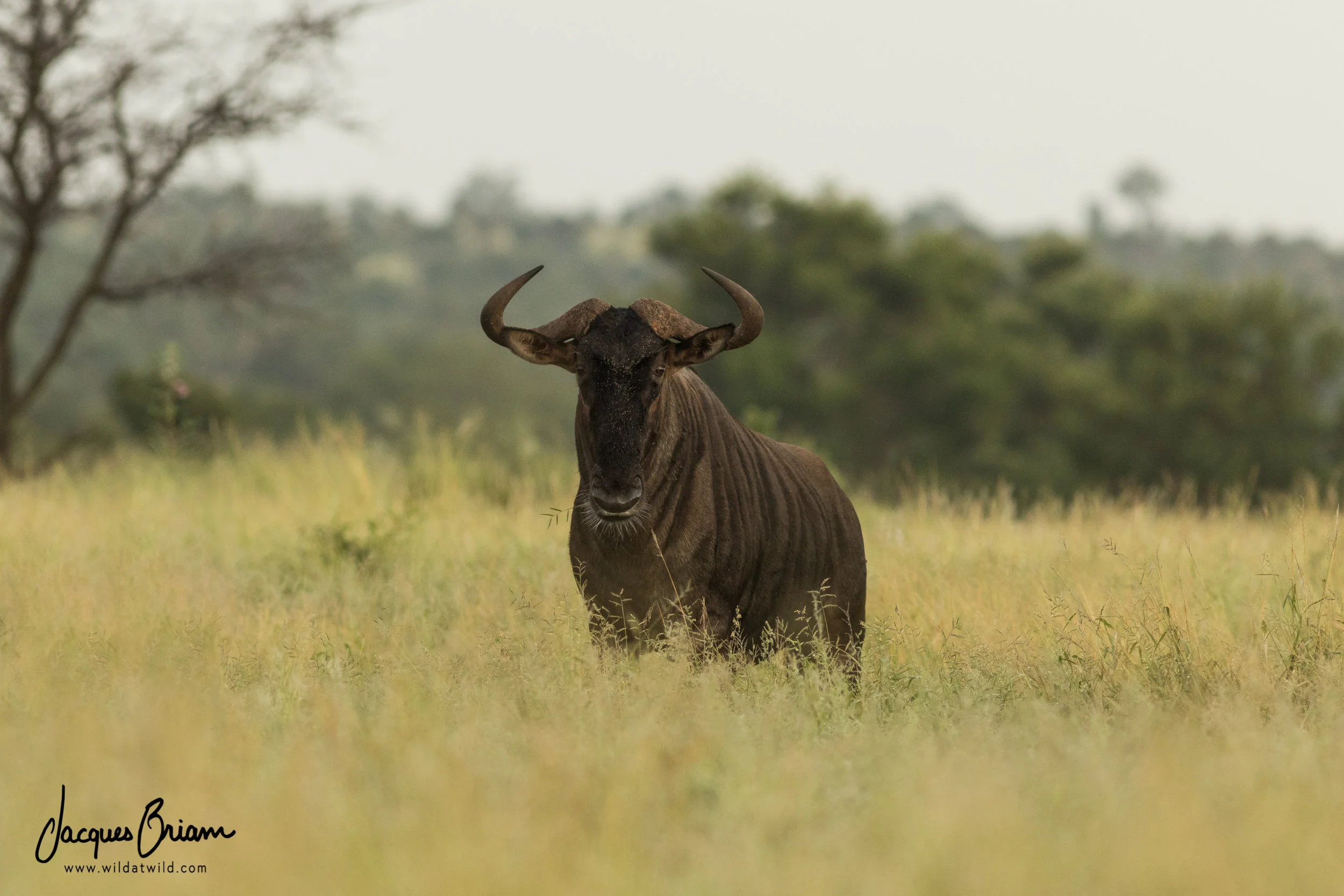 Blue Wildebeest