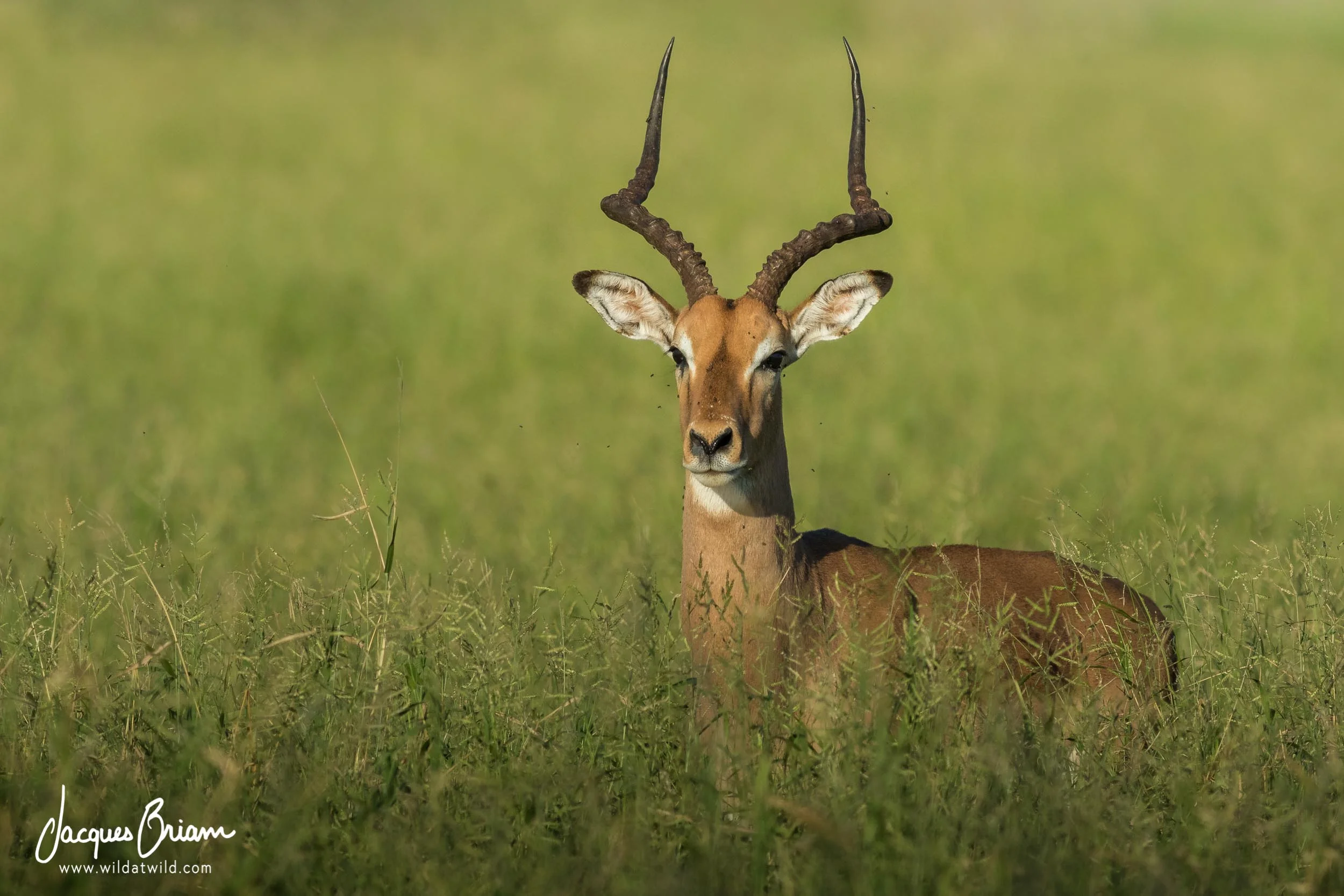 Impala