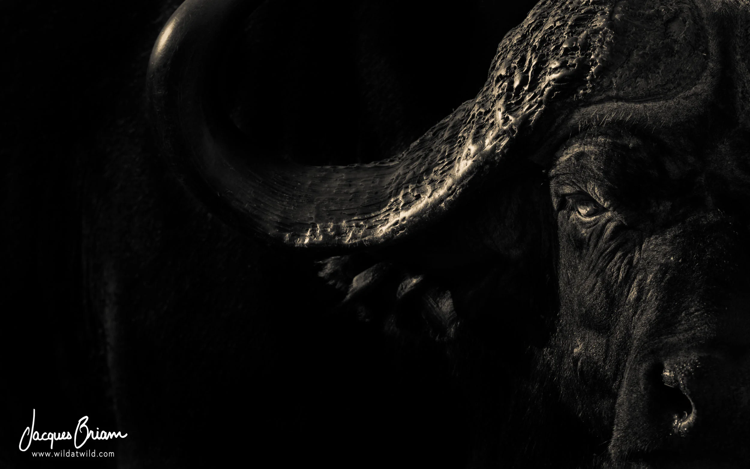 A Buffalo Bull’s Stare